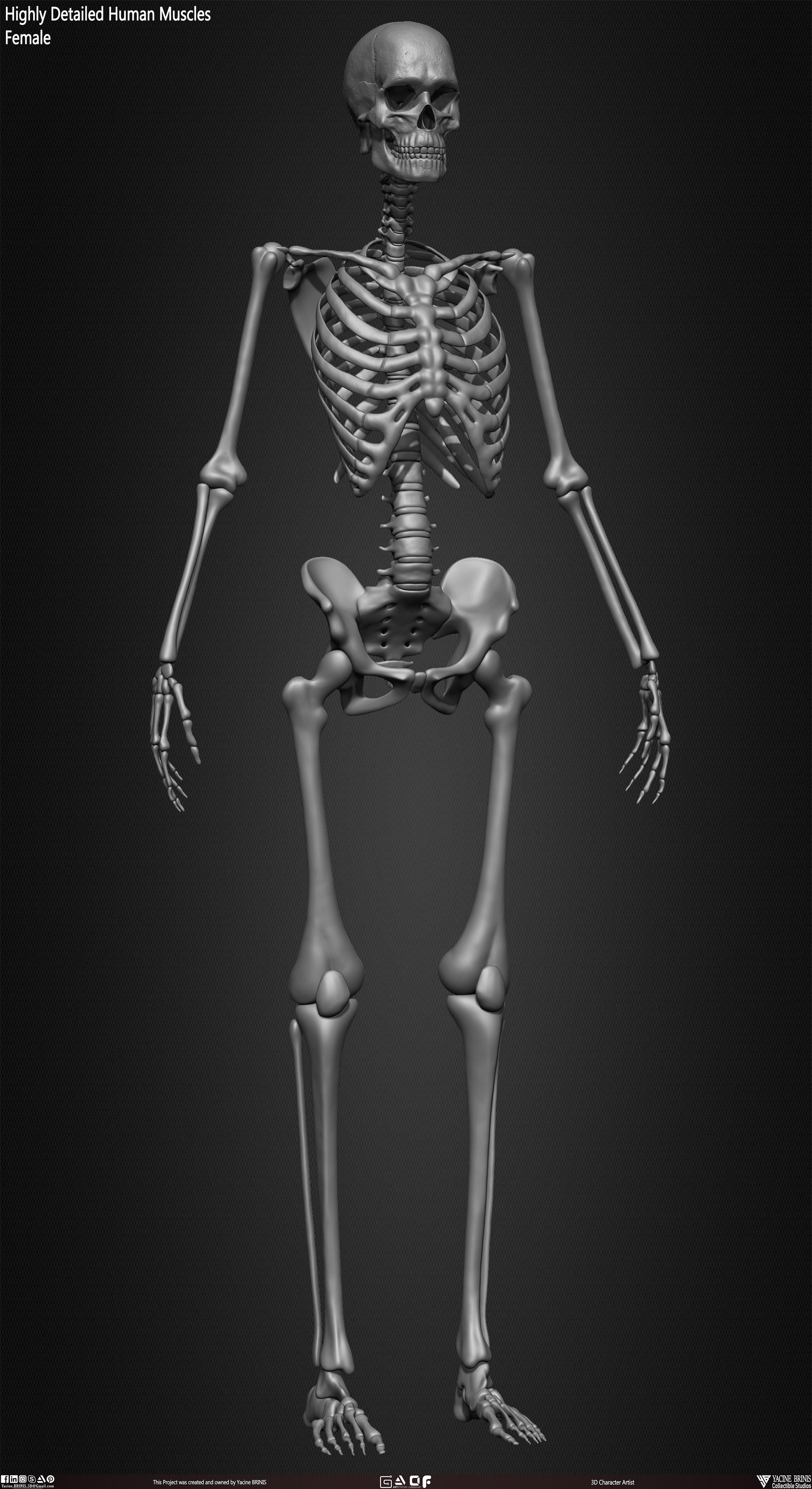 Female Human Skeleton 3D Model sculpted by Yacine BRINIS 035