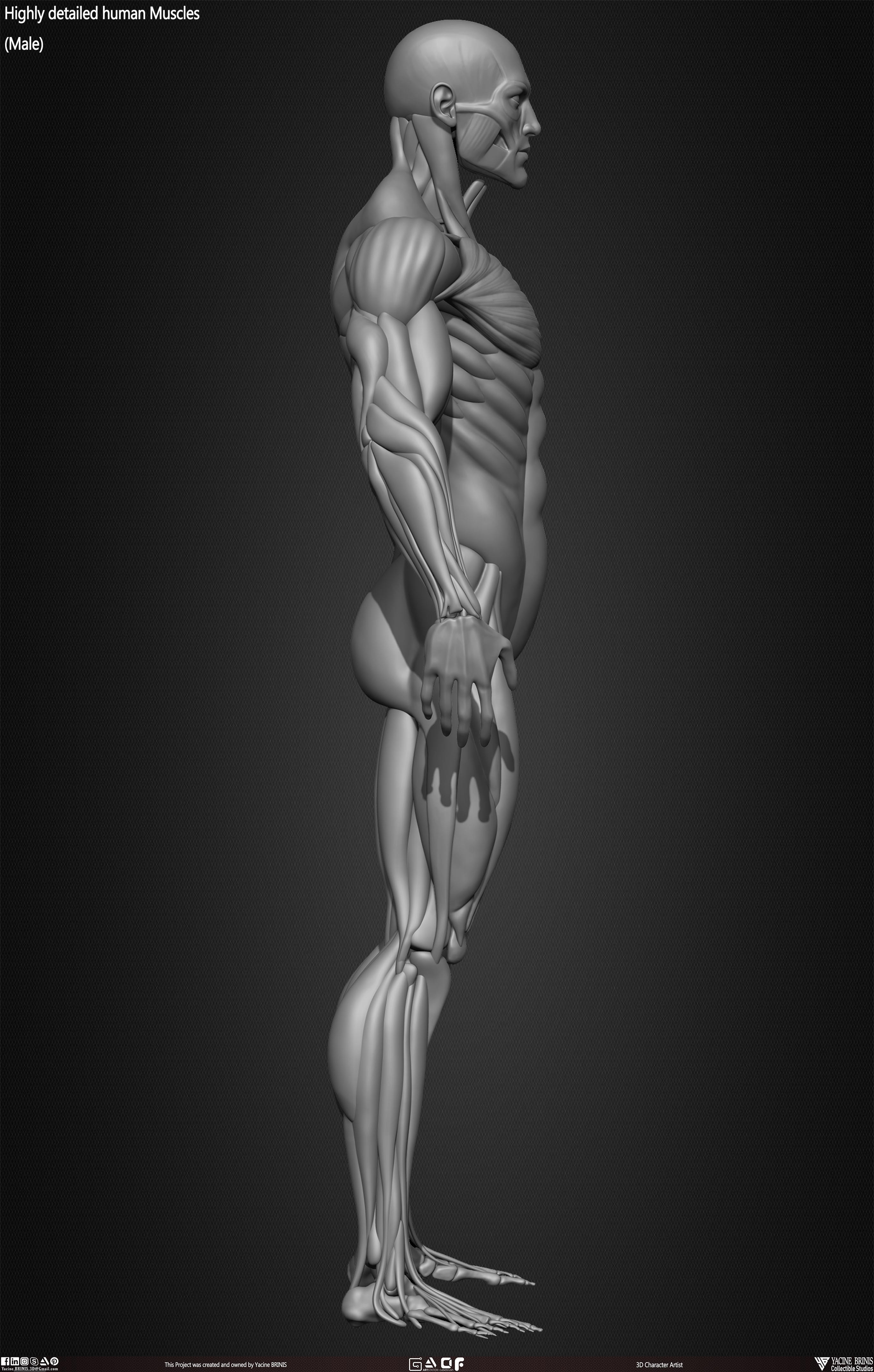 Male Human Muscles 3D Model sculpted by Yacine BRINIS 016