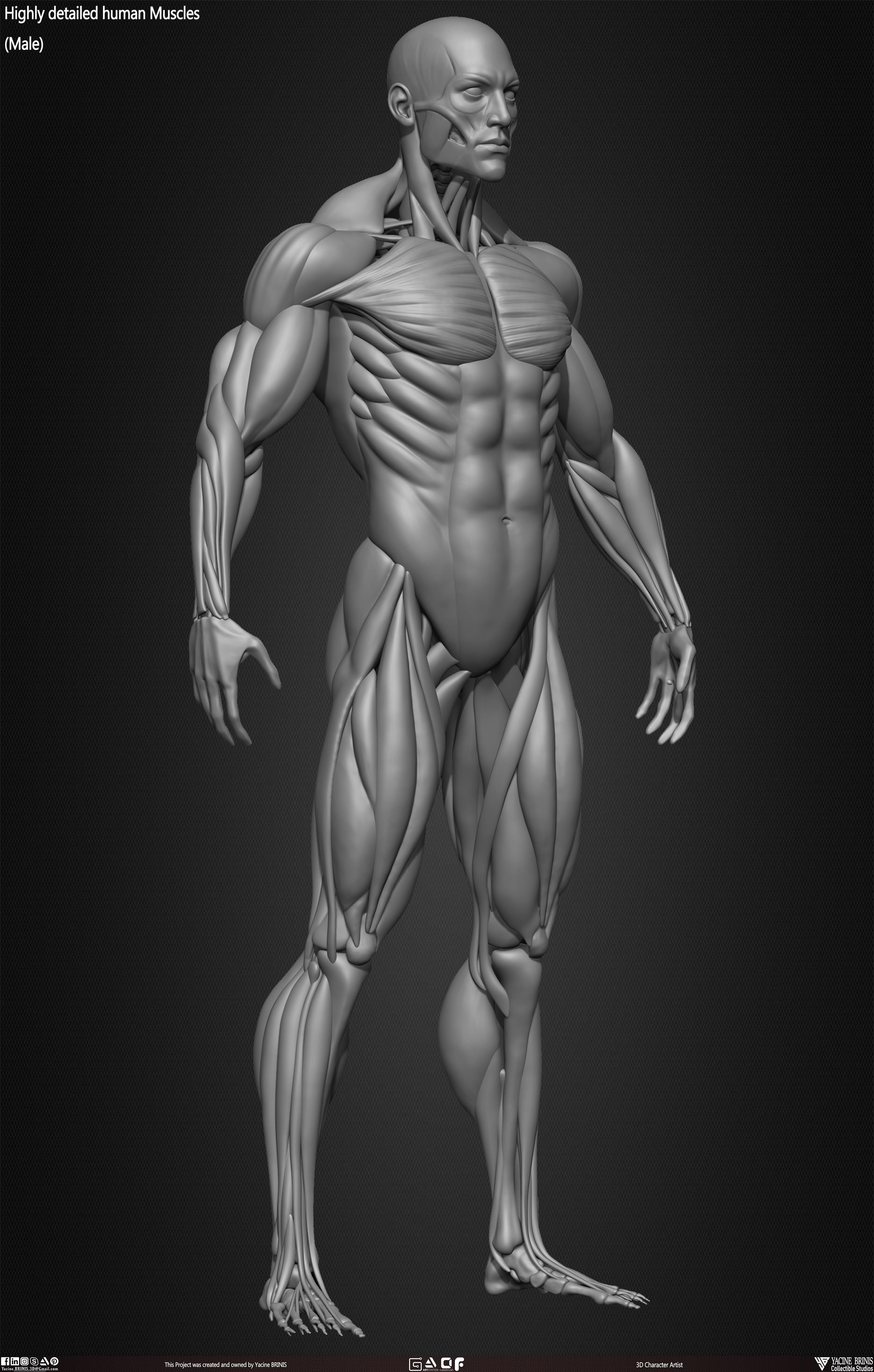 Male Human Muscles 3D Model sculpted by Yacine BRINIS 017
