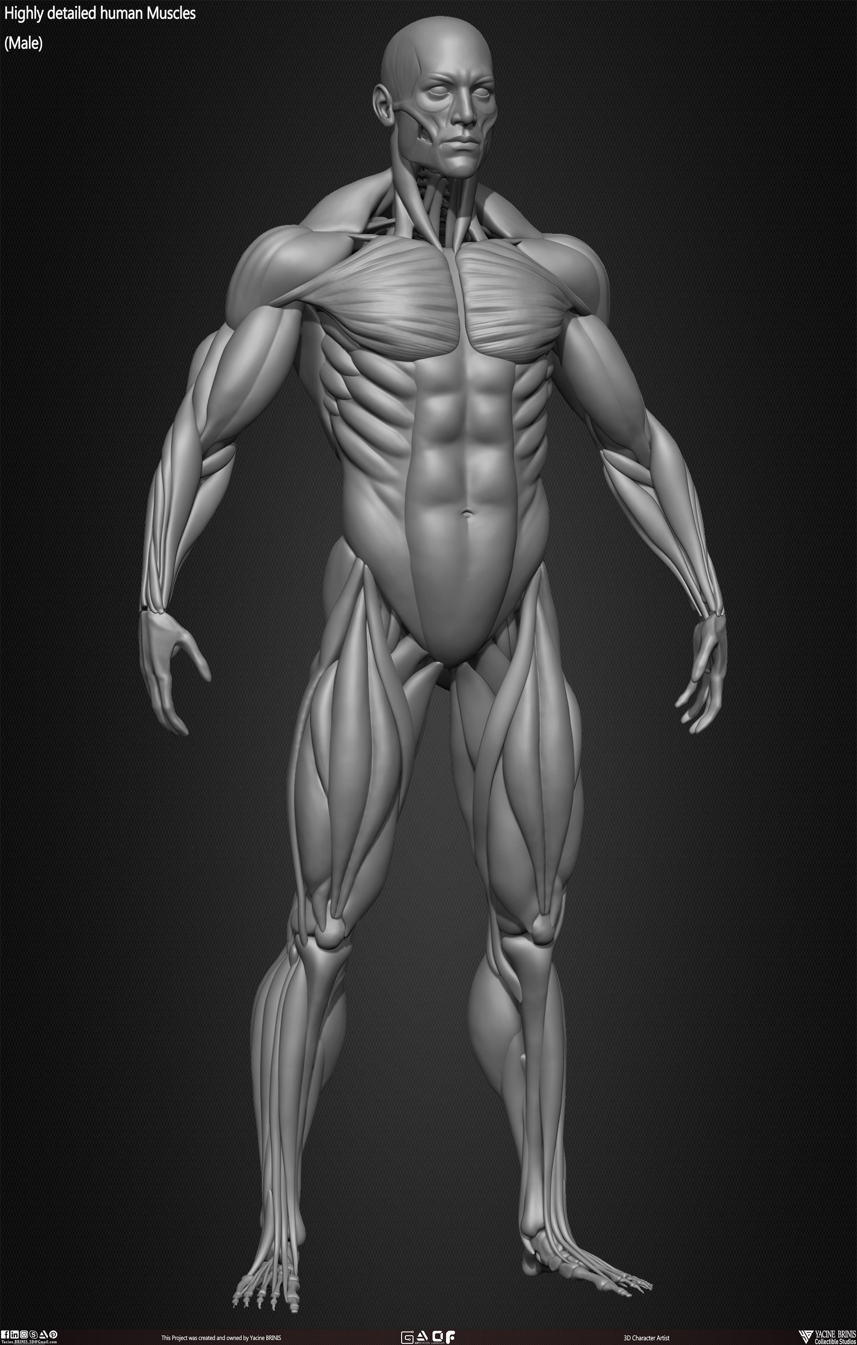 Male Human Muscles 3D Model sculpted by Yacine BRINIS 018