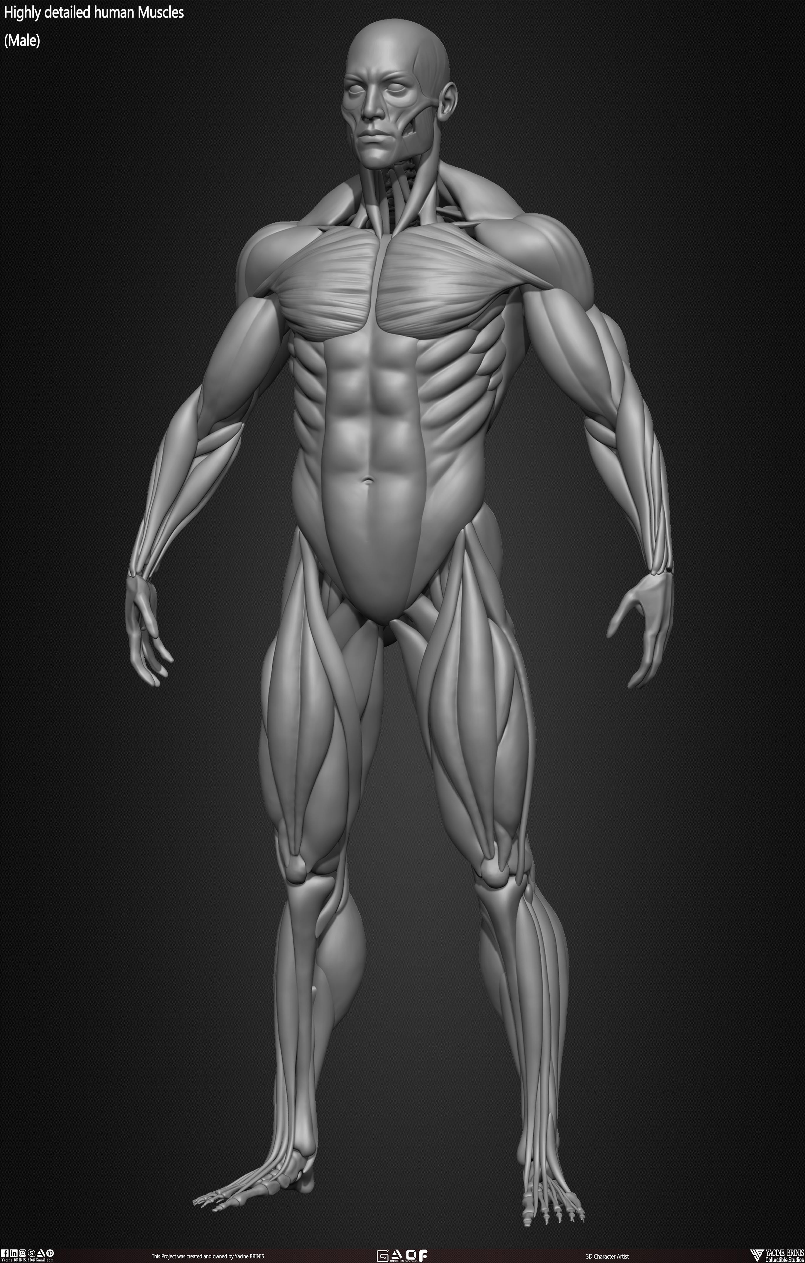 Male Human Muscles 3D Model sculpted by Yacine BRINIS 019