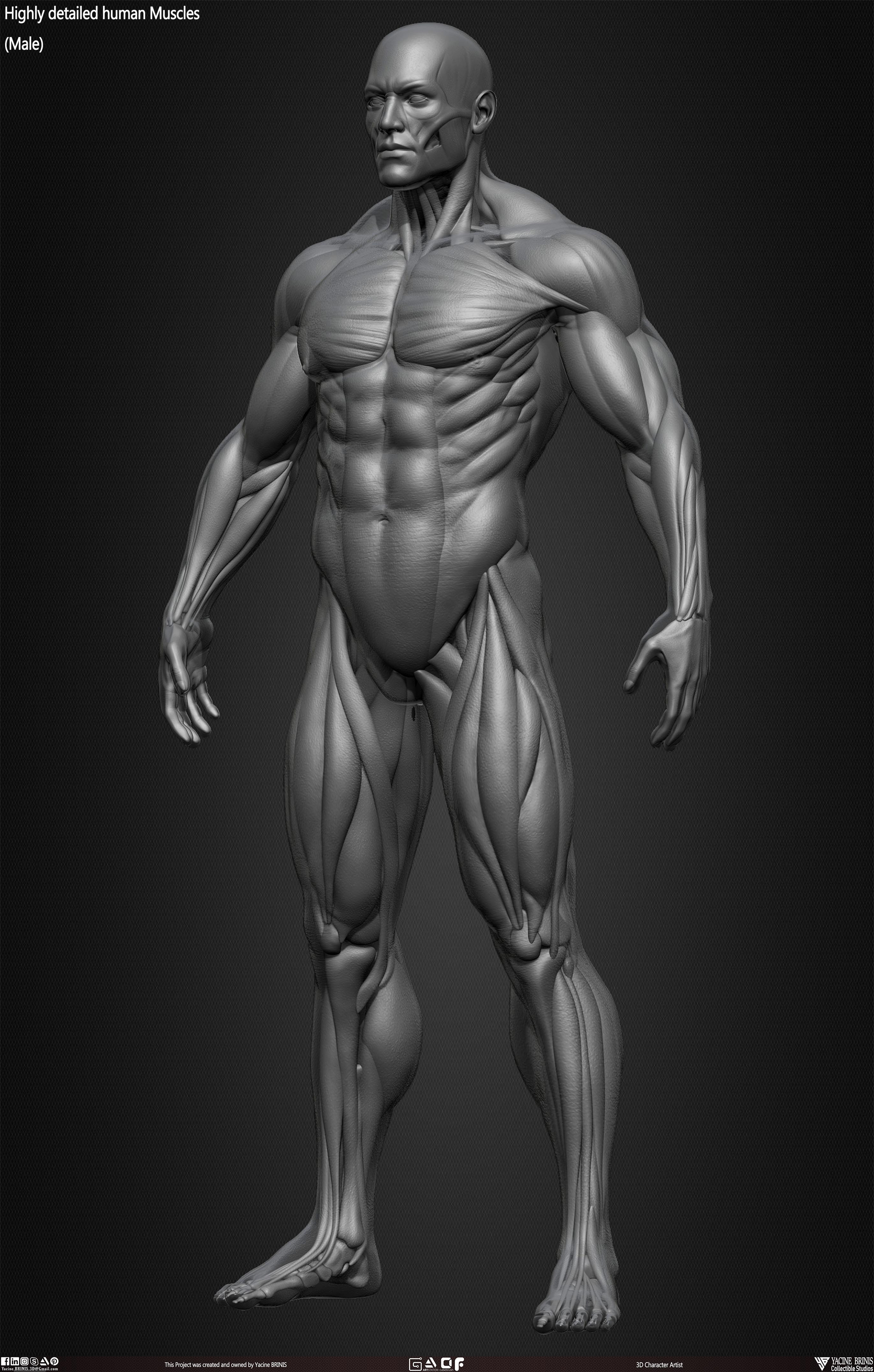 Male Human Muscles 3D Model sculpted by Yacine BRINIS 020