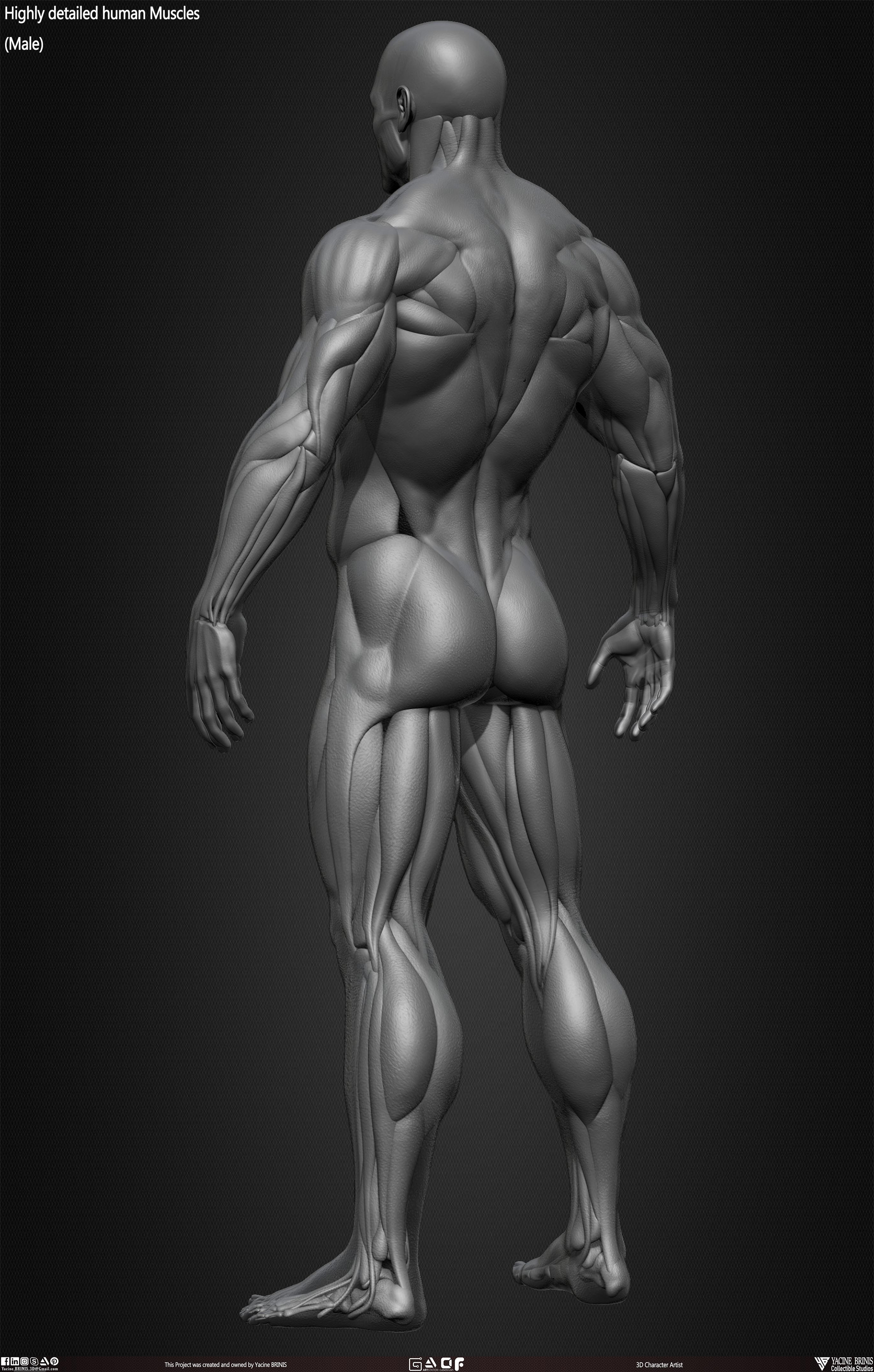 Male Human Muscles 3D Model sculpted by Yacine BRINIS 022