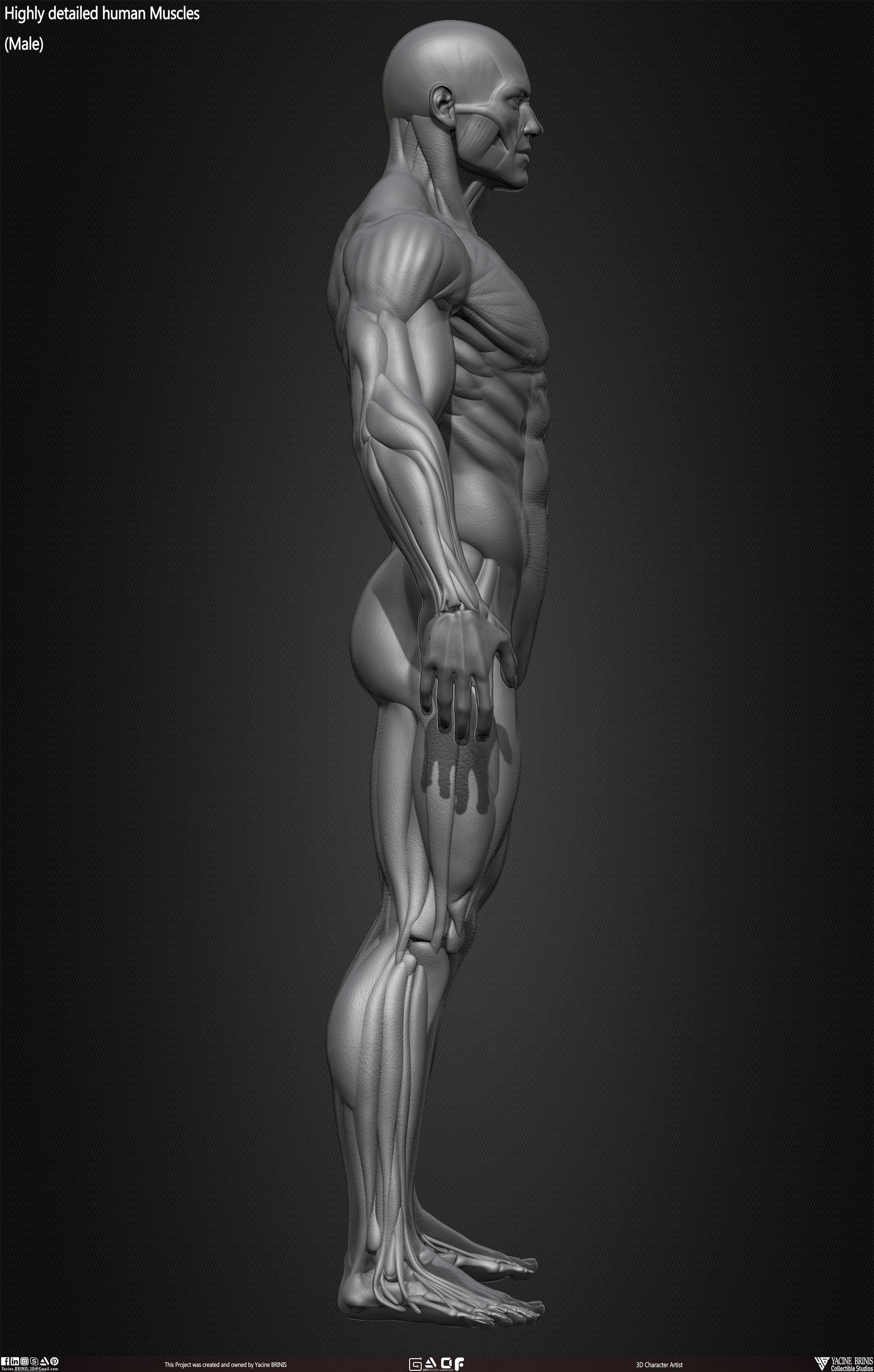 Male Human Muscles 3D Model sculpted by Yacine BRINIS 024