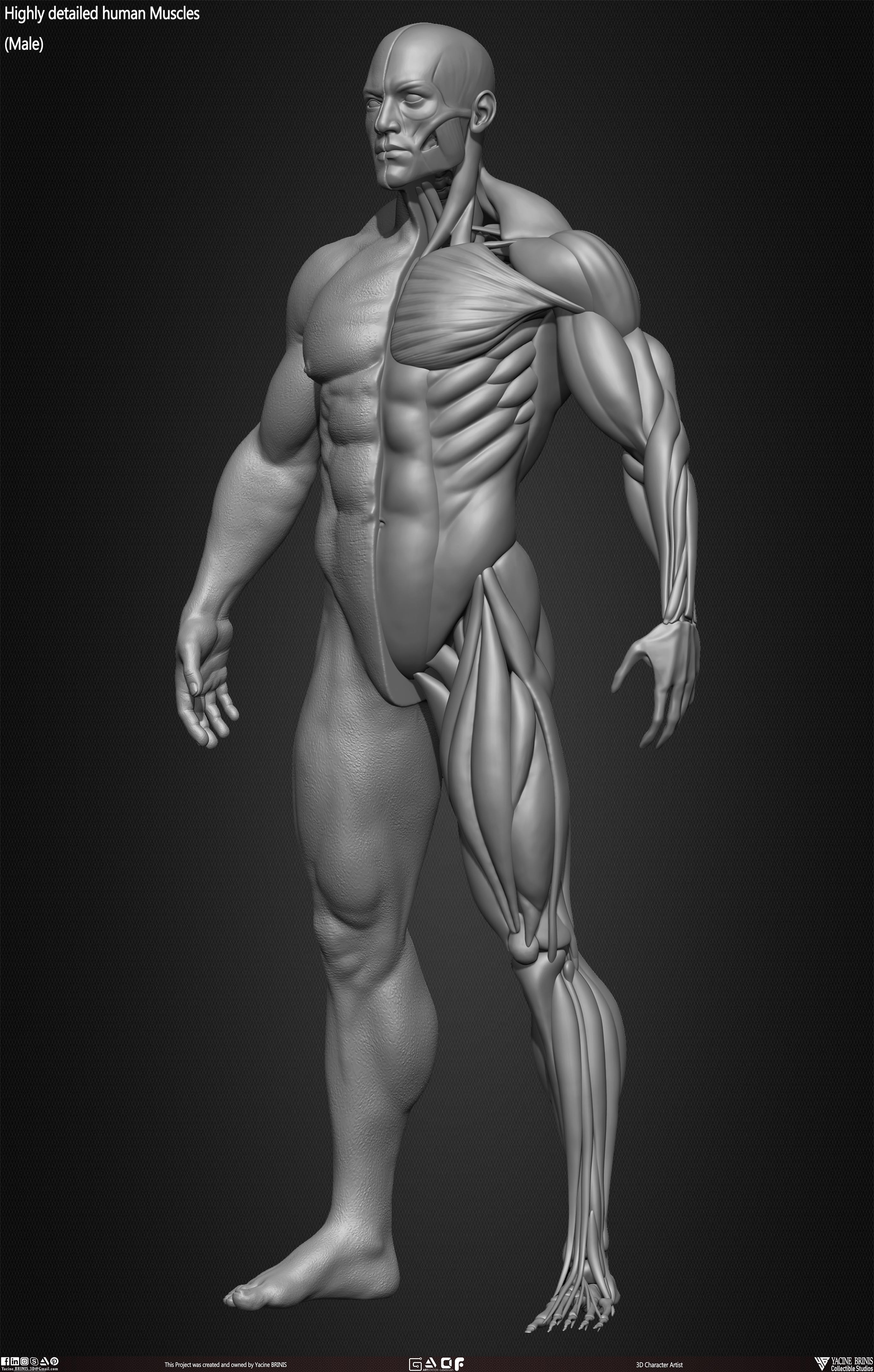 Male Human Muscles 3D Model sculpted by Yacine BRINIS 026