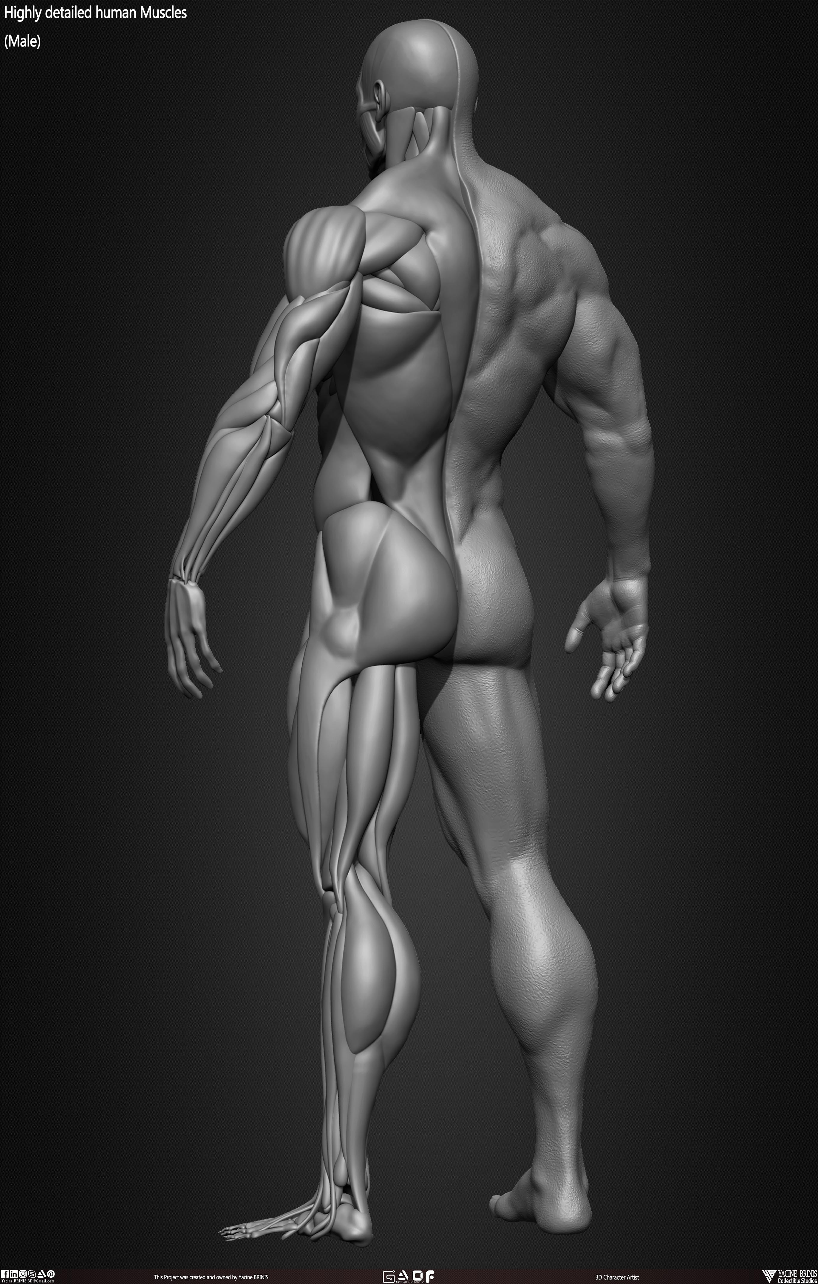 Male Human Muscles 3D Model sculpted by Yacine BRINIS 028