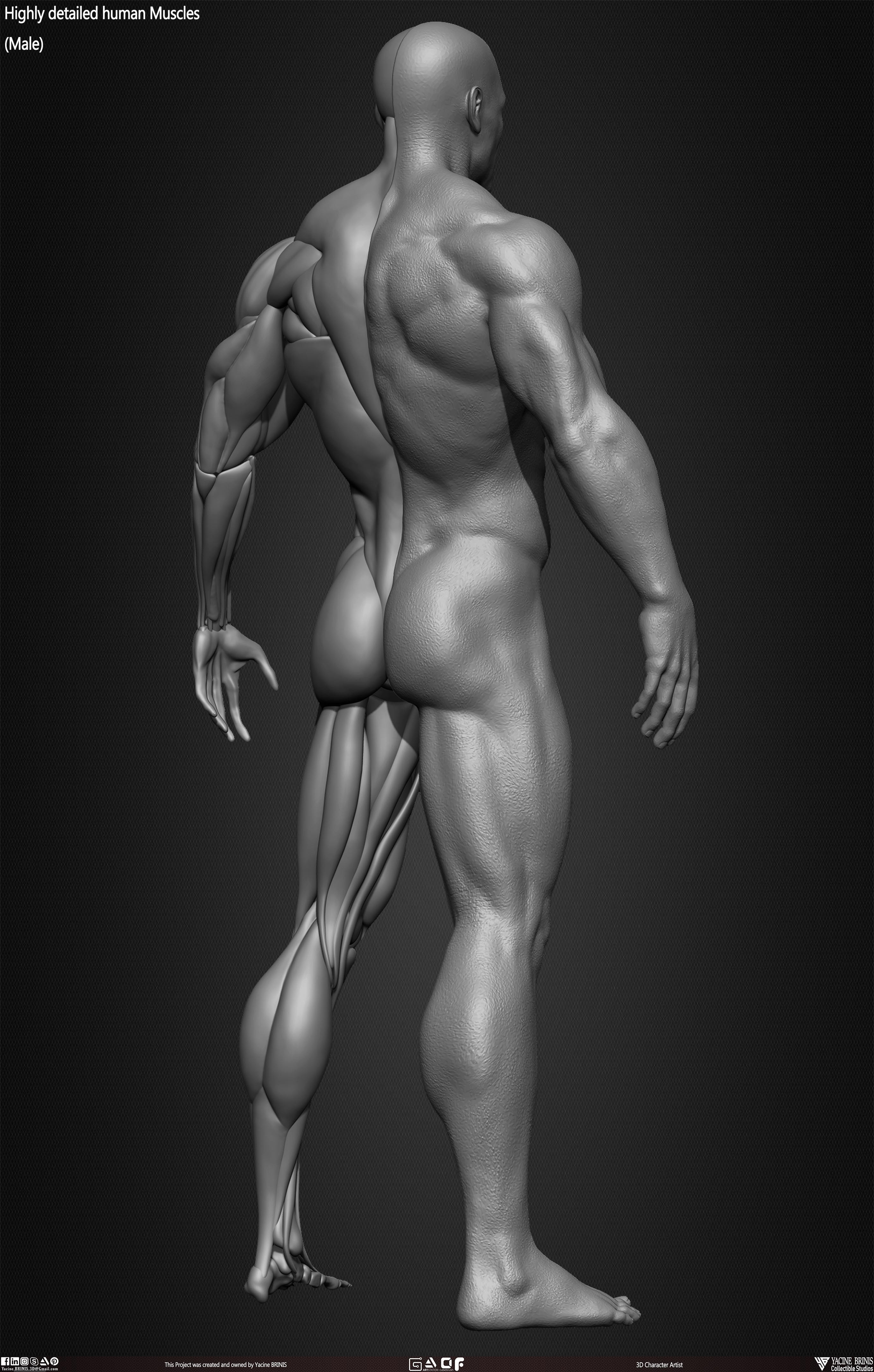 Male Human Muscles 3D Model sculpted by Yacine BRINIS 030