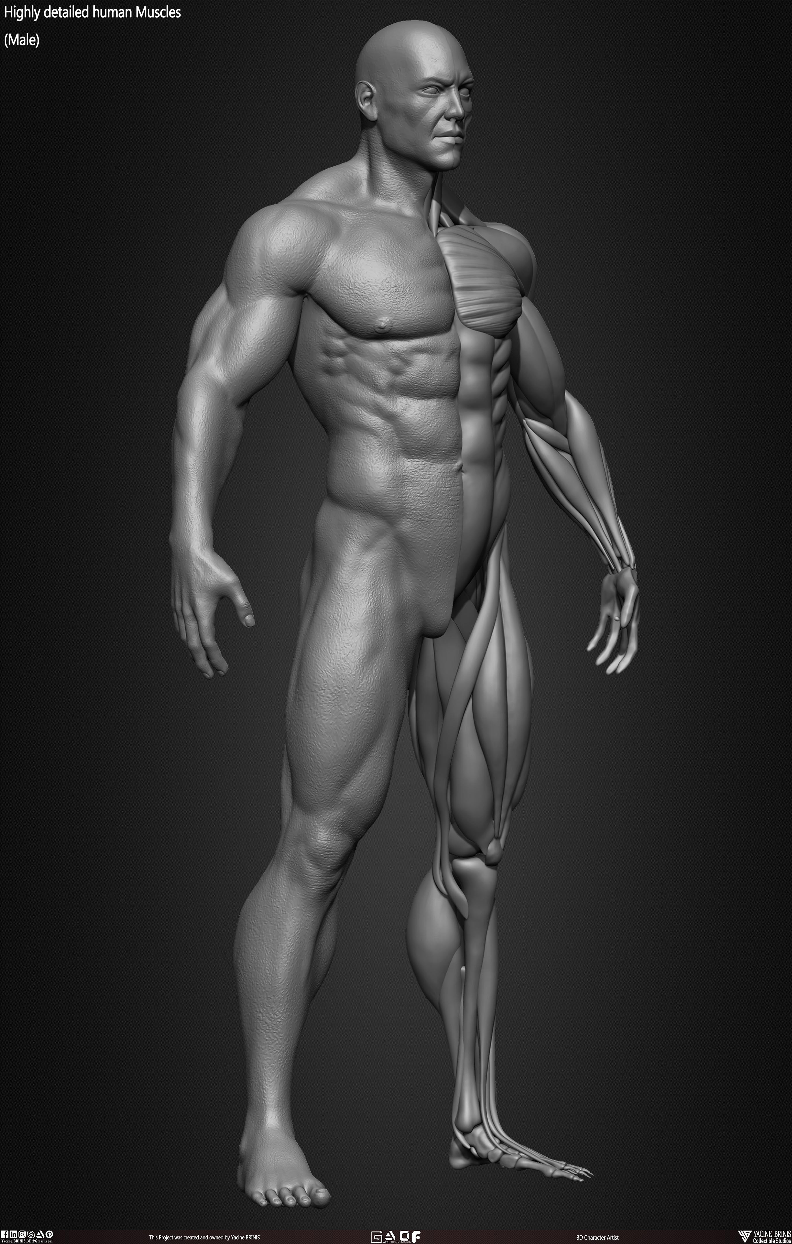 Male Human Muscles 3D Model sculpted by Yacine BRINIS 032