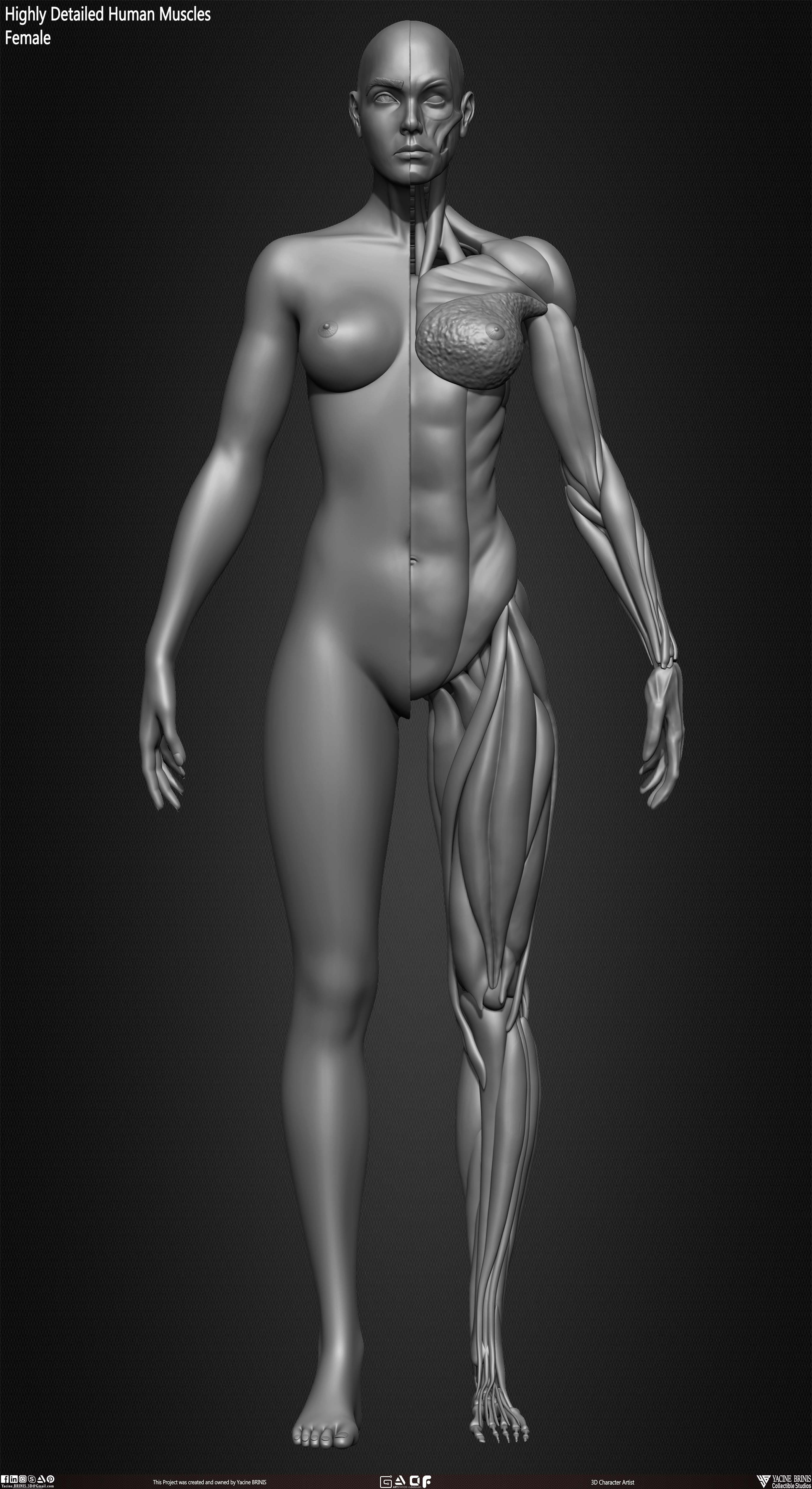 Female Human Muscles 3D Model sculpted by Yacine BRINIS 006