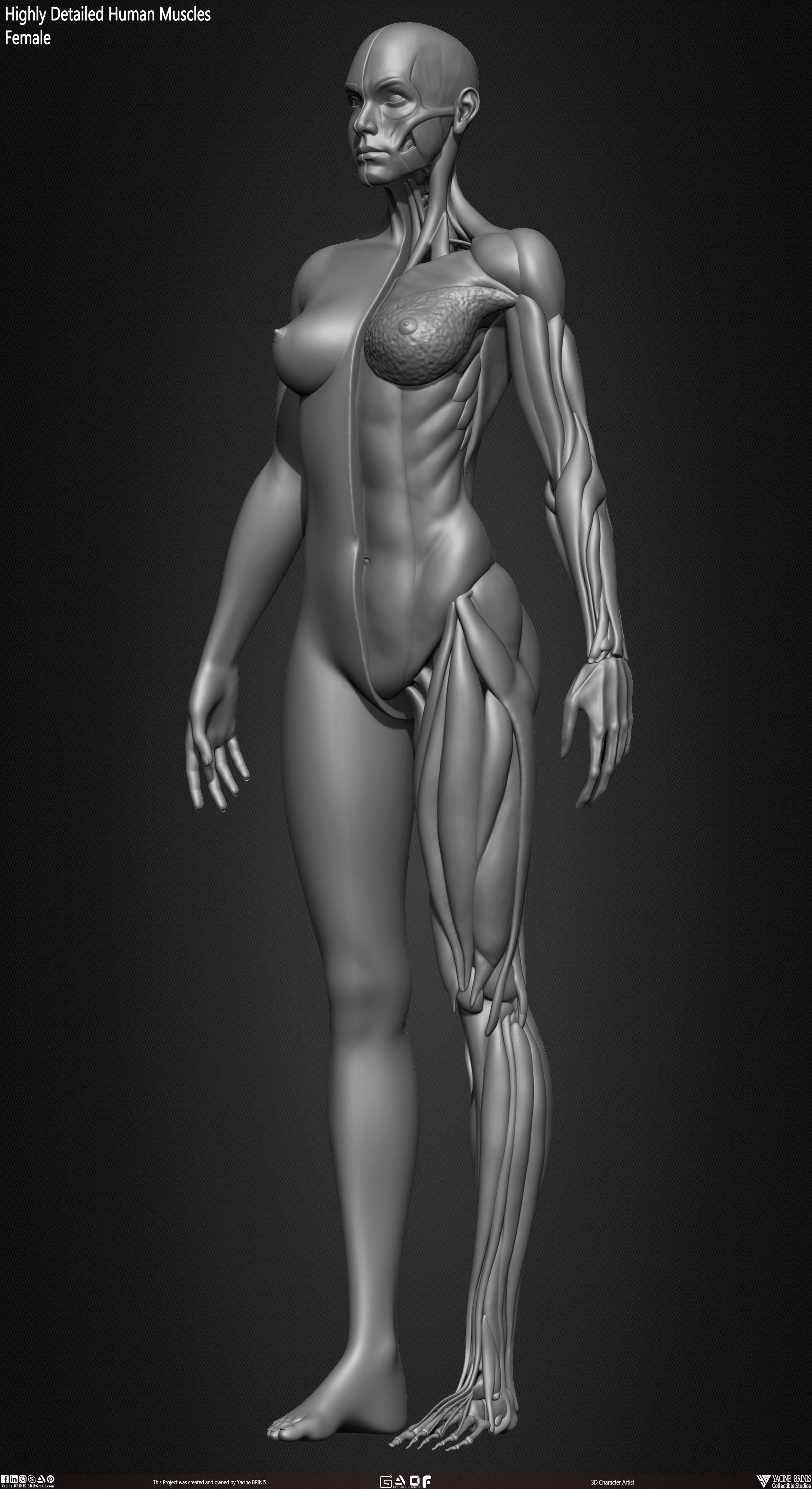 Female Human Muscles 3D Model sculpted by Yacine BRINIS 007