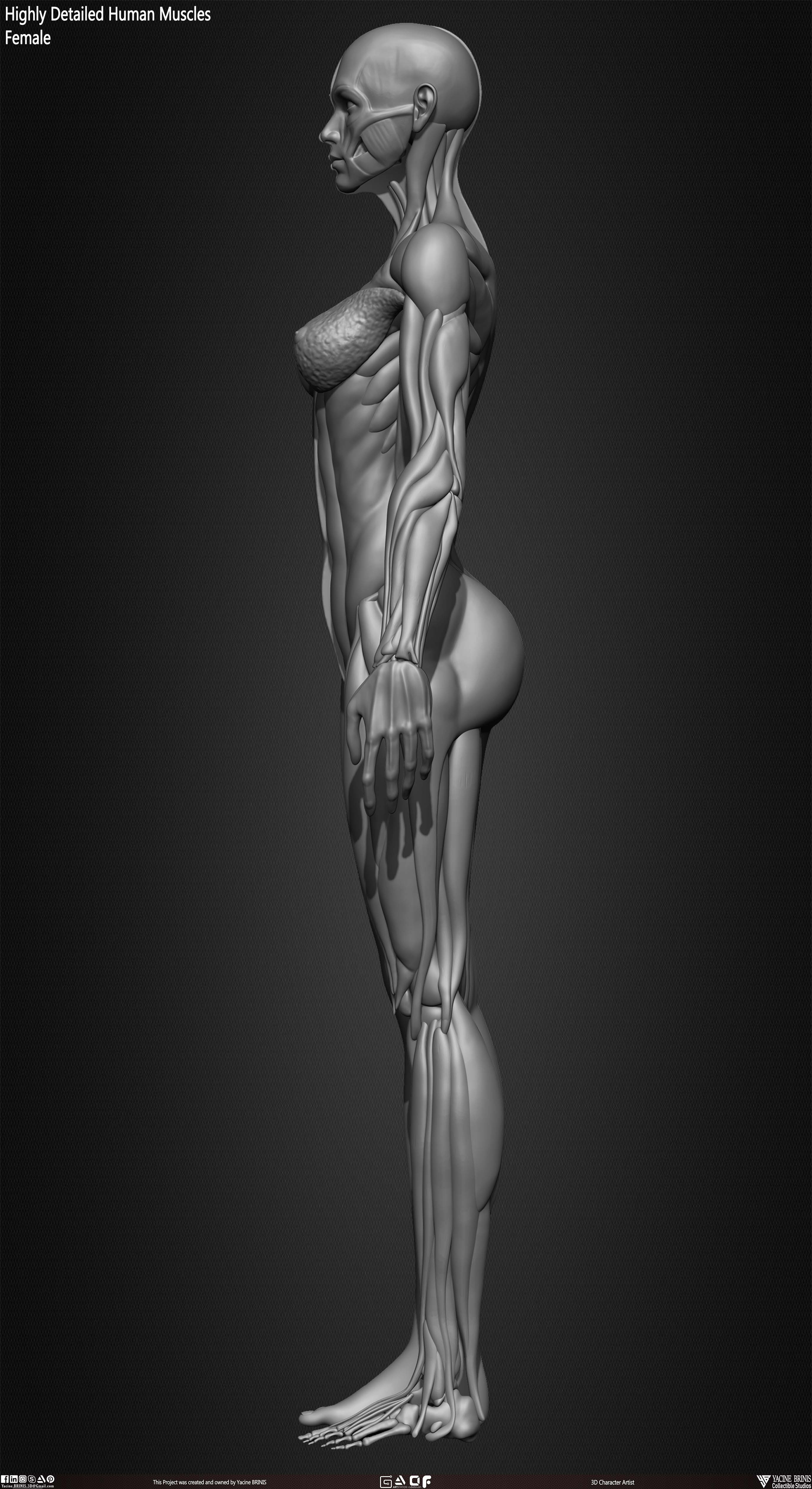 Female Human Muscles 3D Model sculpted by Yacine BRINIS 008