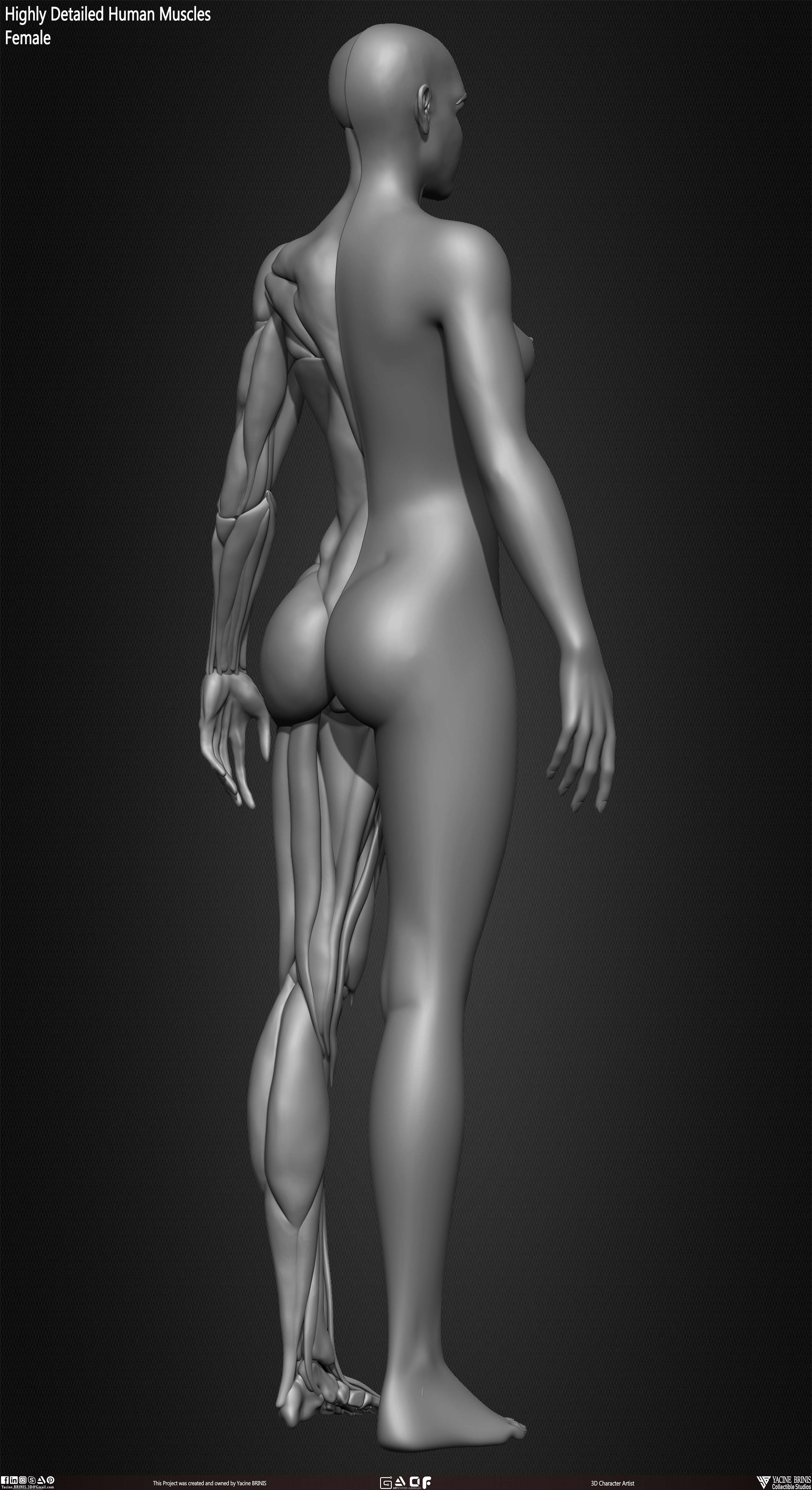 Female Human Muscles 3D Model sculpted by Yacine BRINIS 011