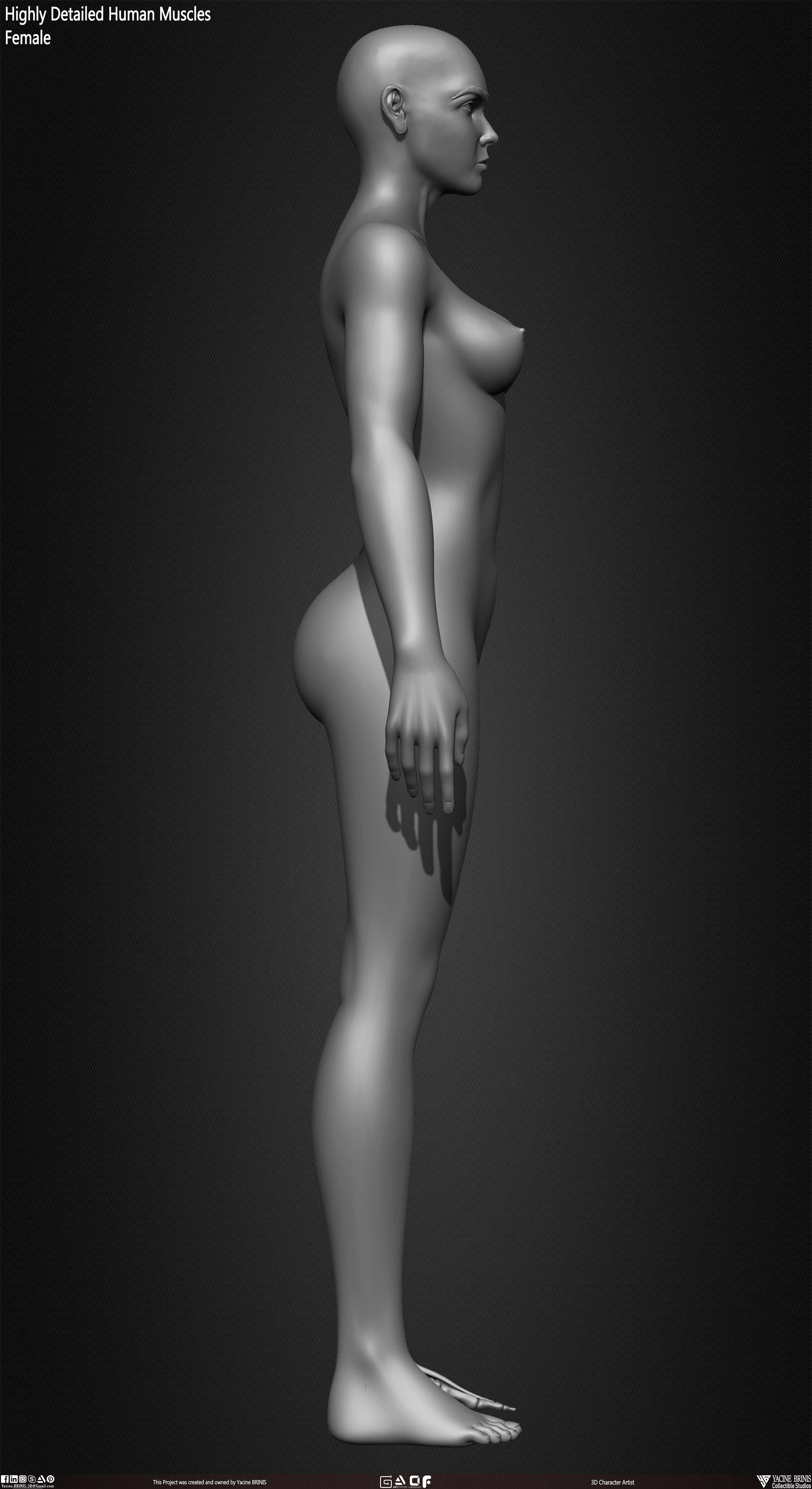 Female Human Muscles 3D Model sculpted by Yacine BRINIS 012