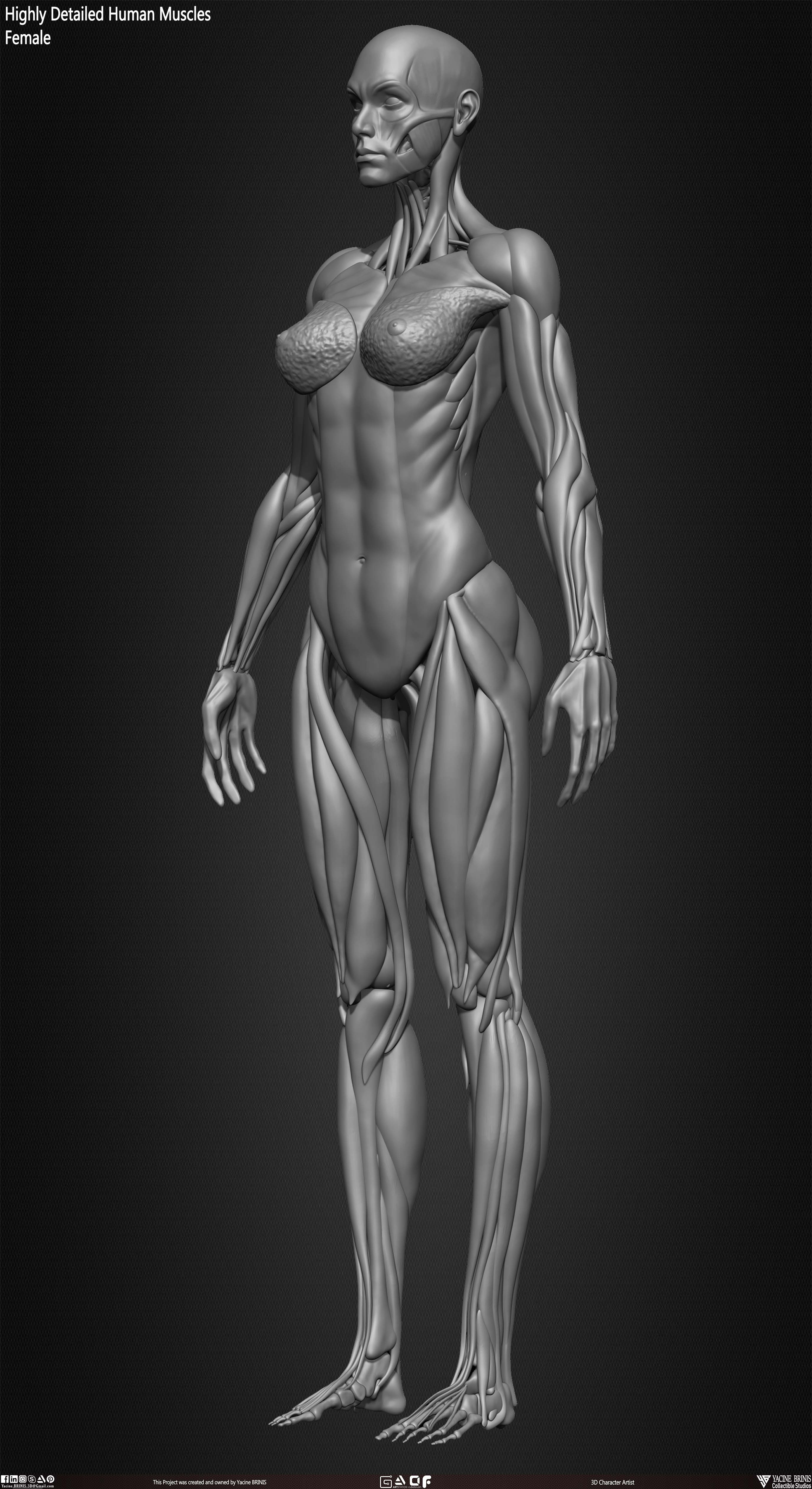 Female Human Muscles 3D Model sculpted by Yacine BRINIS 015