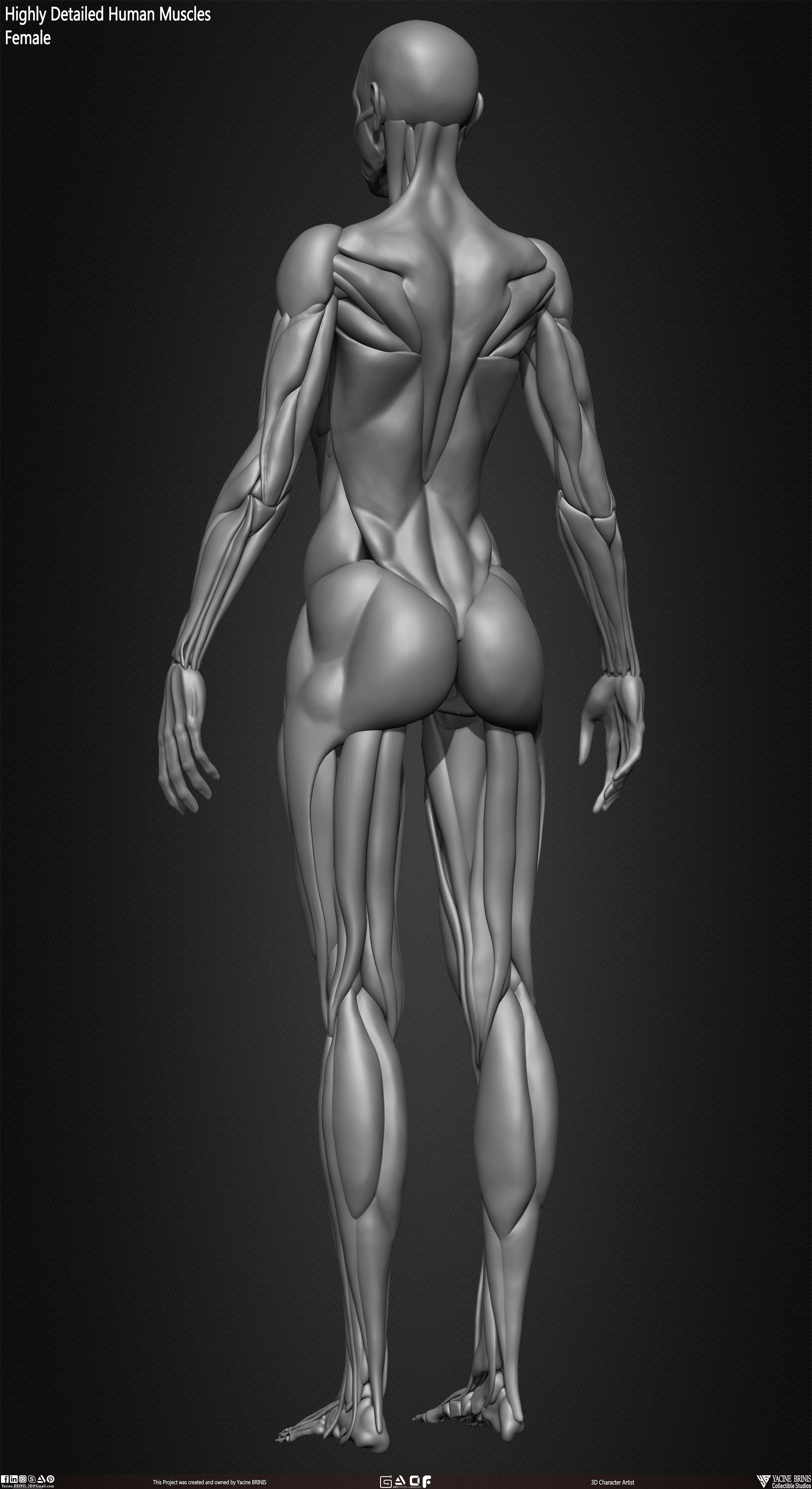 Female Human Muscles 3D Model sculpted by Yacine BRINIS 017