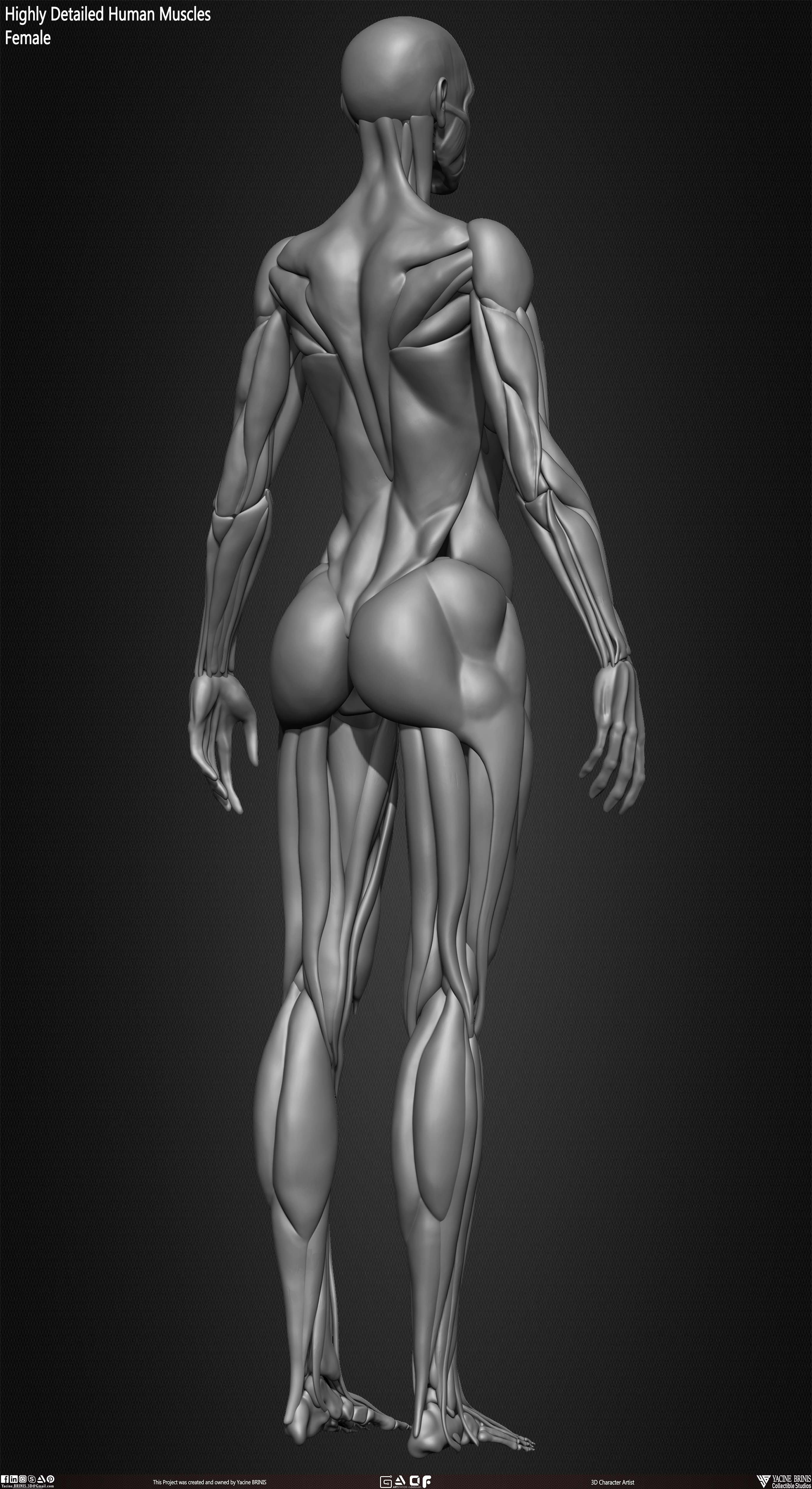 Female Human Muscles 3D Model sculpted by Yacine BRINIS 019