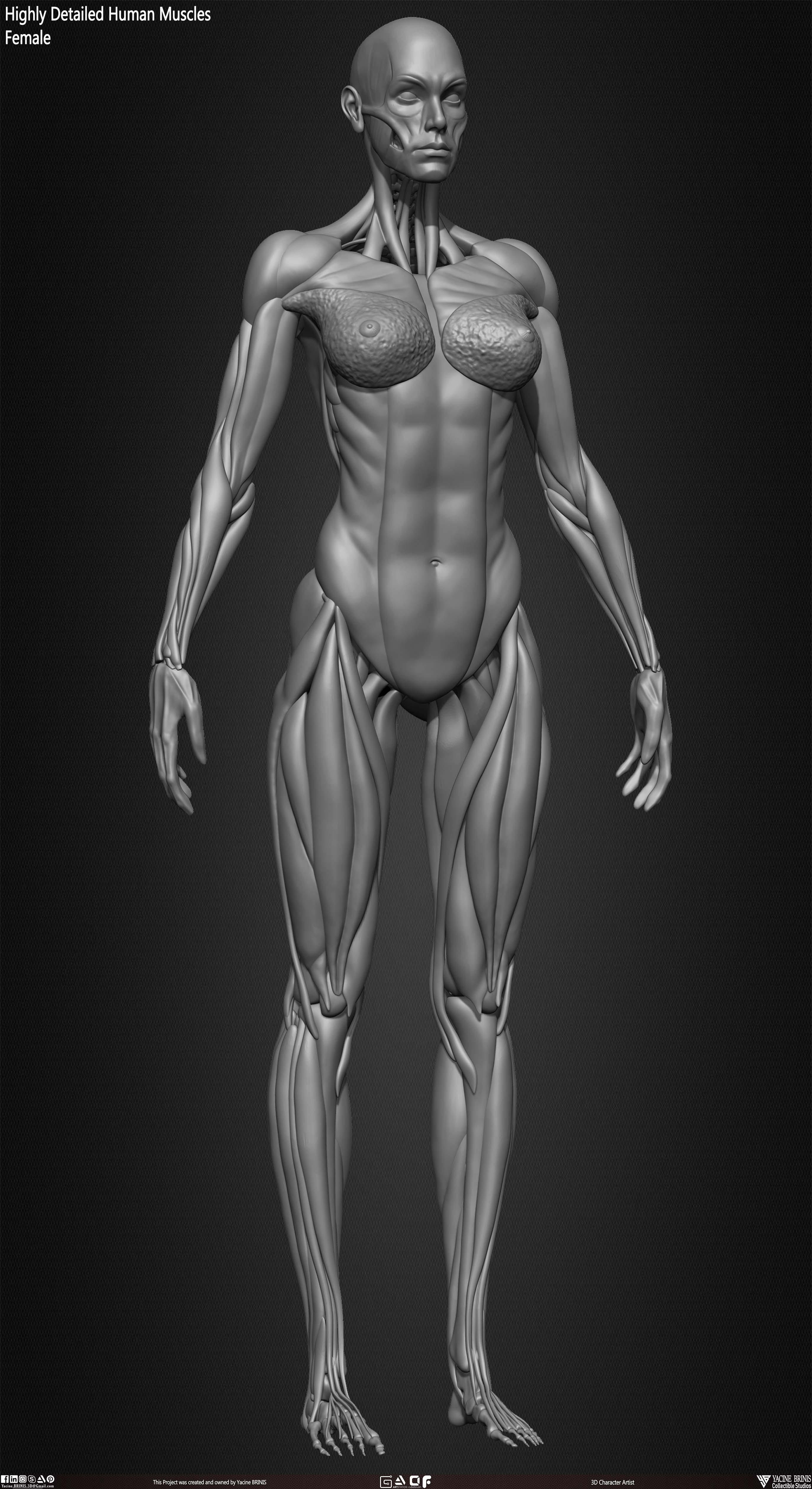 Female Human Muscles 3D Model sculpted by Yacine BRINIS 022
