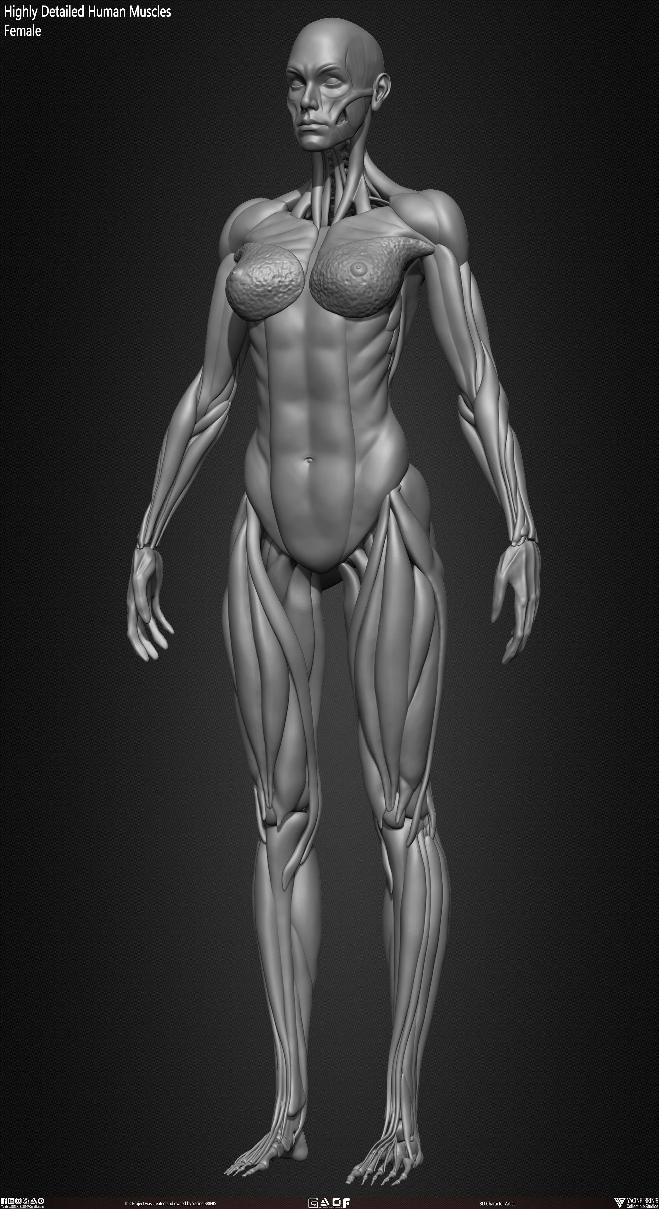 Female Human Muscles 3D Model sculpted by Yacine BRINIS 023