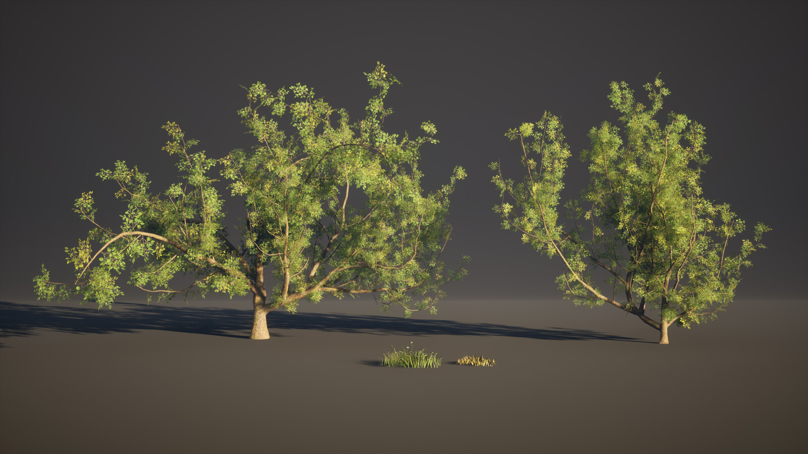 Trees Created in speedtree.