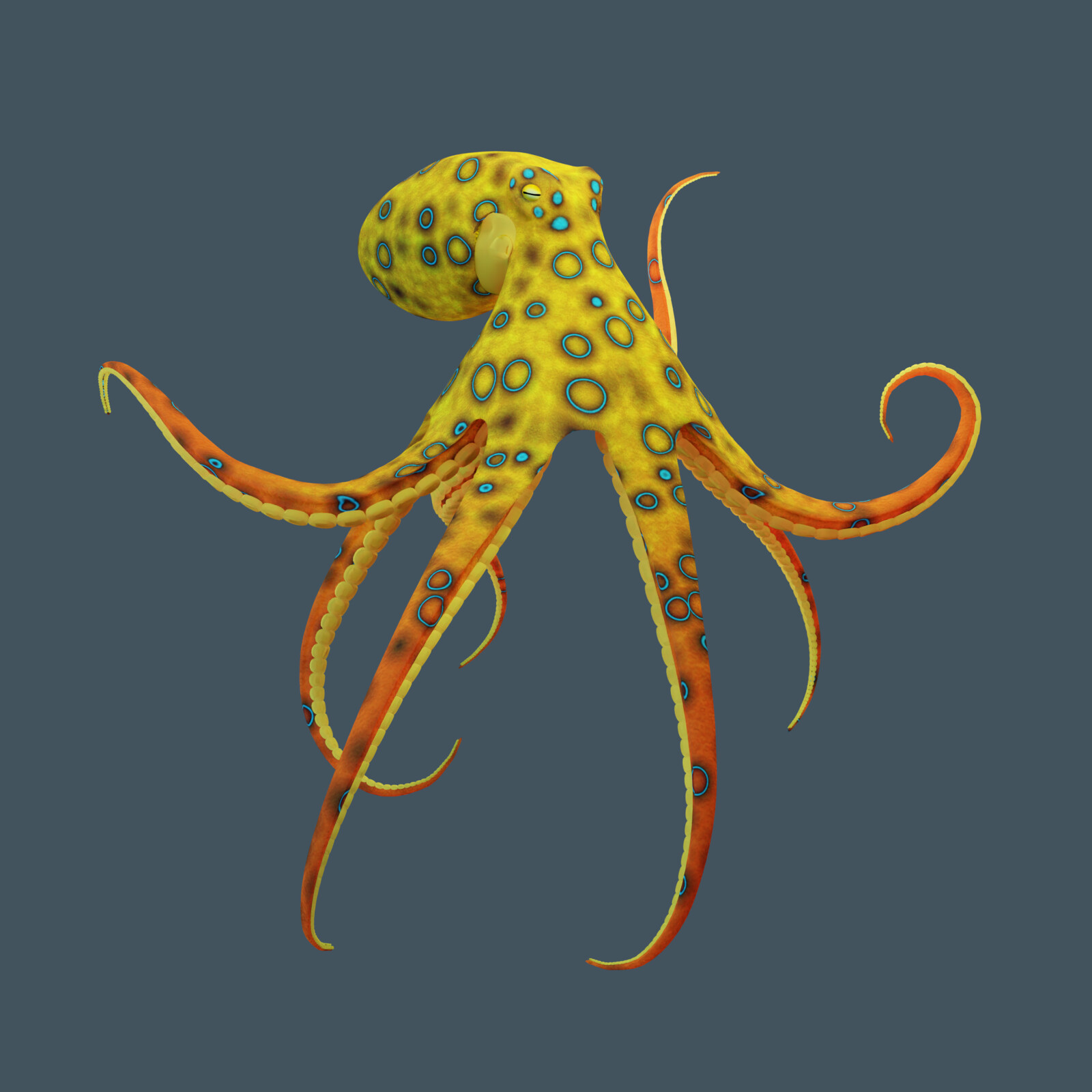 Octopus H. lunulata