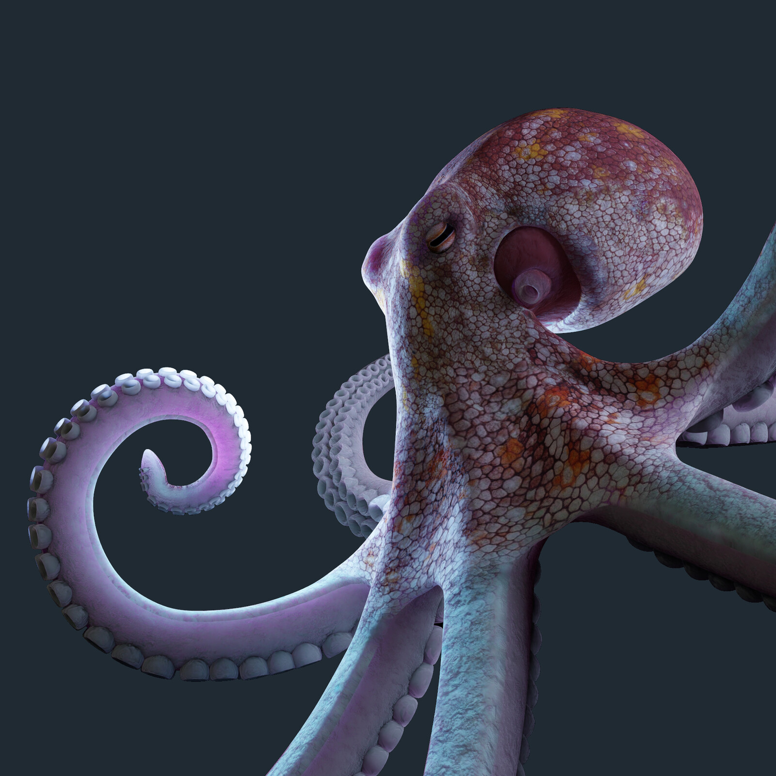 Octopus Sculpt
