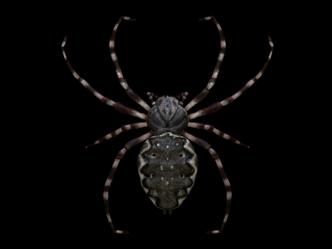 Polypainted Walnut Orb Weaver in ZBrush