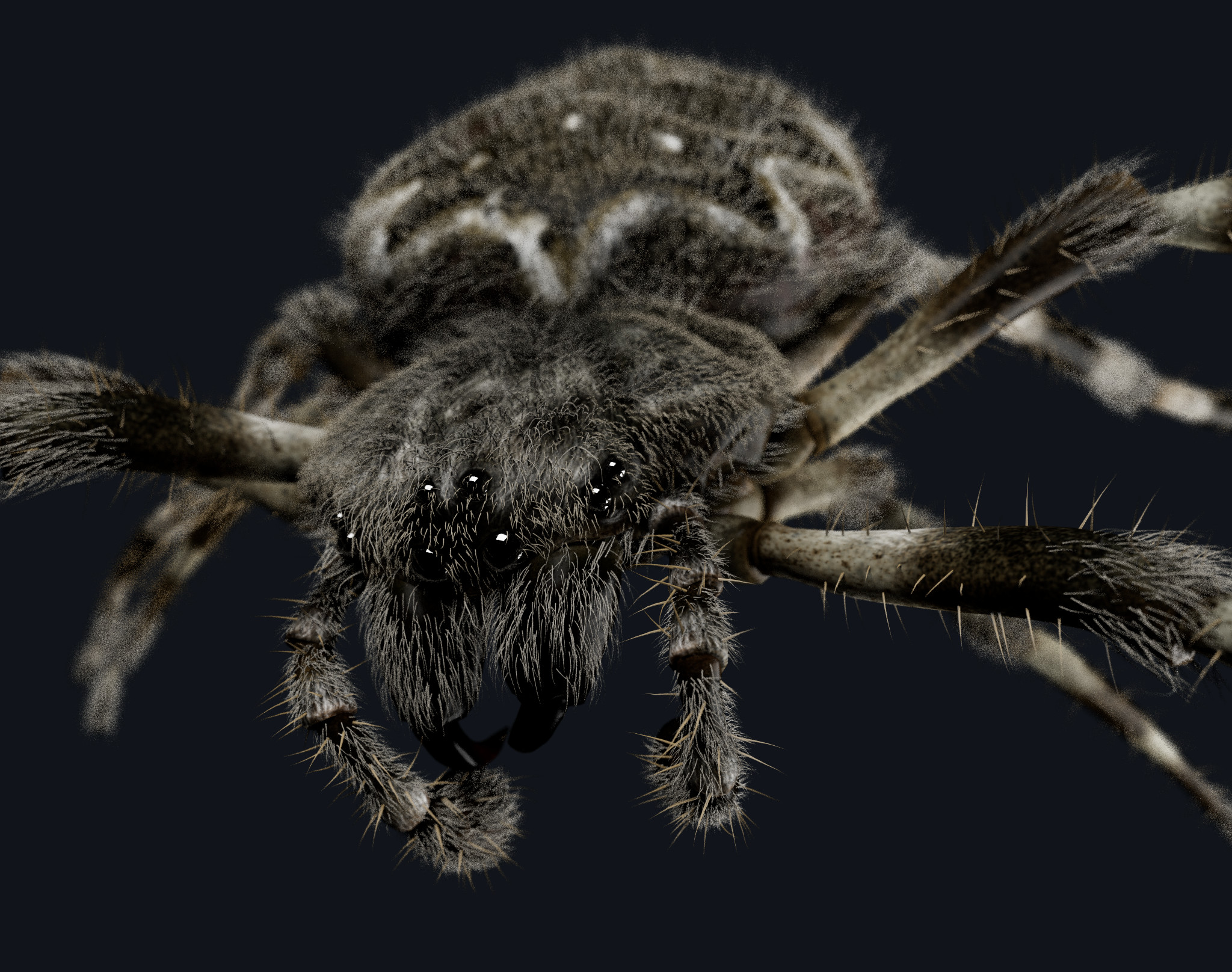 walnut orb weaver rendered in Redshift for Maya. Paint Effects used for hair