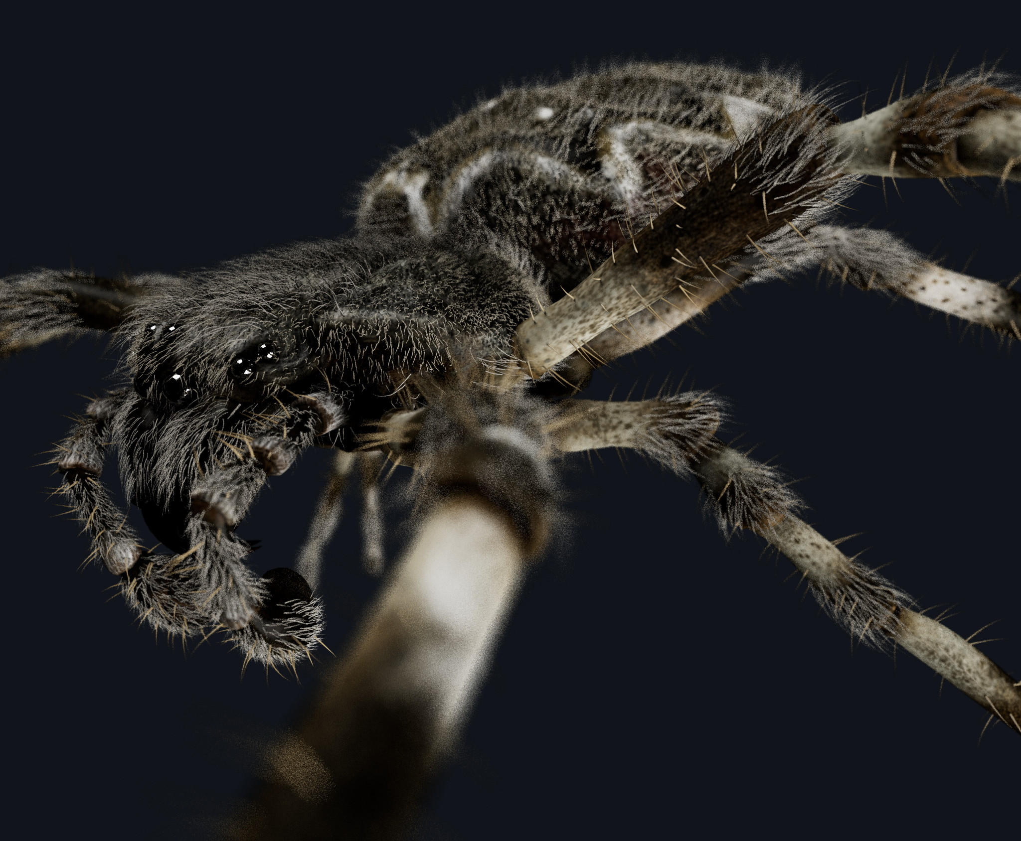 walnut orb weaver rendered in Redshift for Maya. Paint Effects used for hair