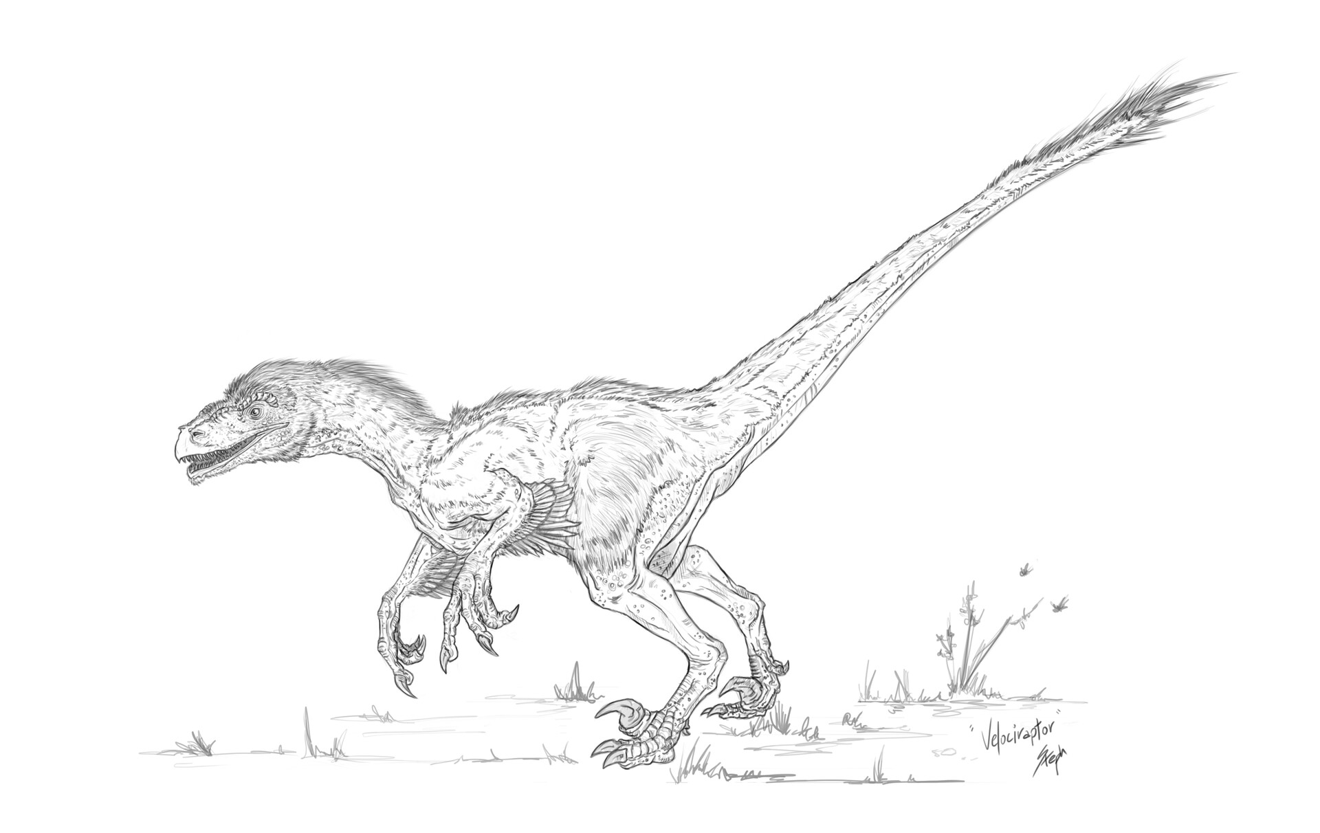 ArtStation Velociraptor Sketch
