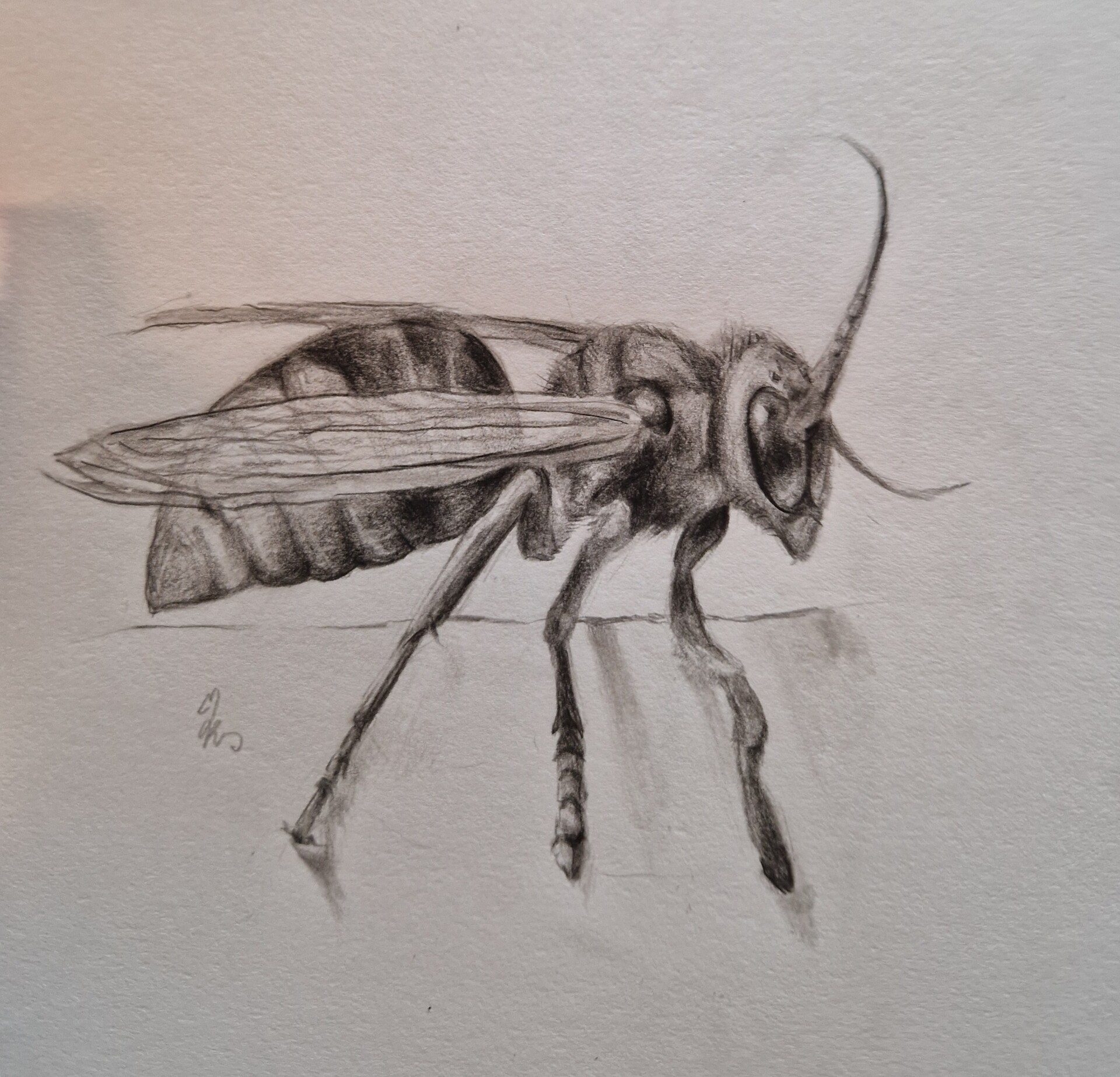 ArtStation - Wasp pencil drawing