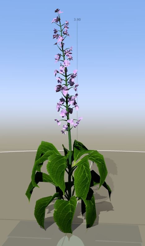 SpeedTree Modeling