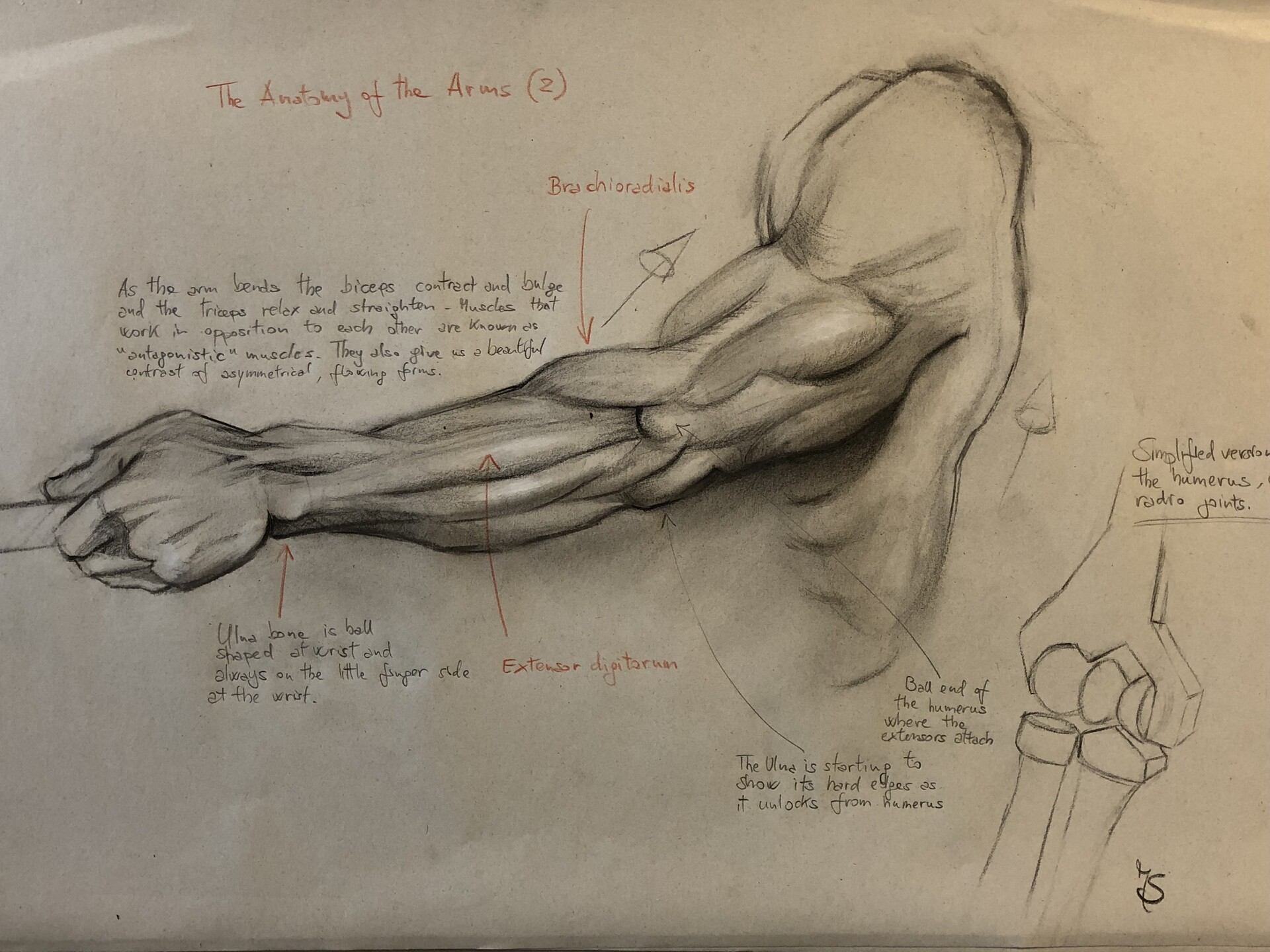 Artstation the anatomy of the arm 2 