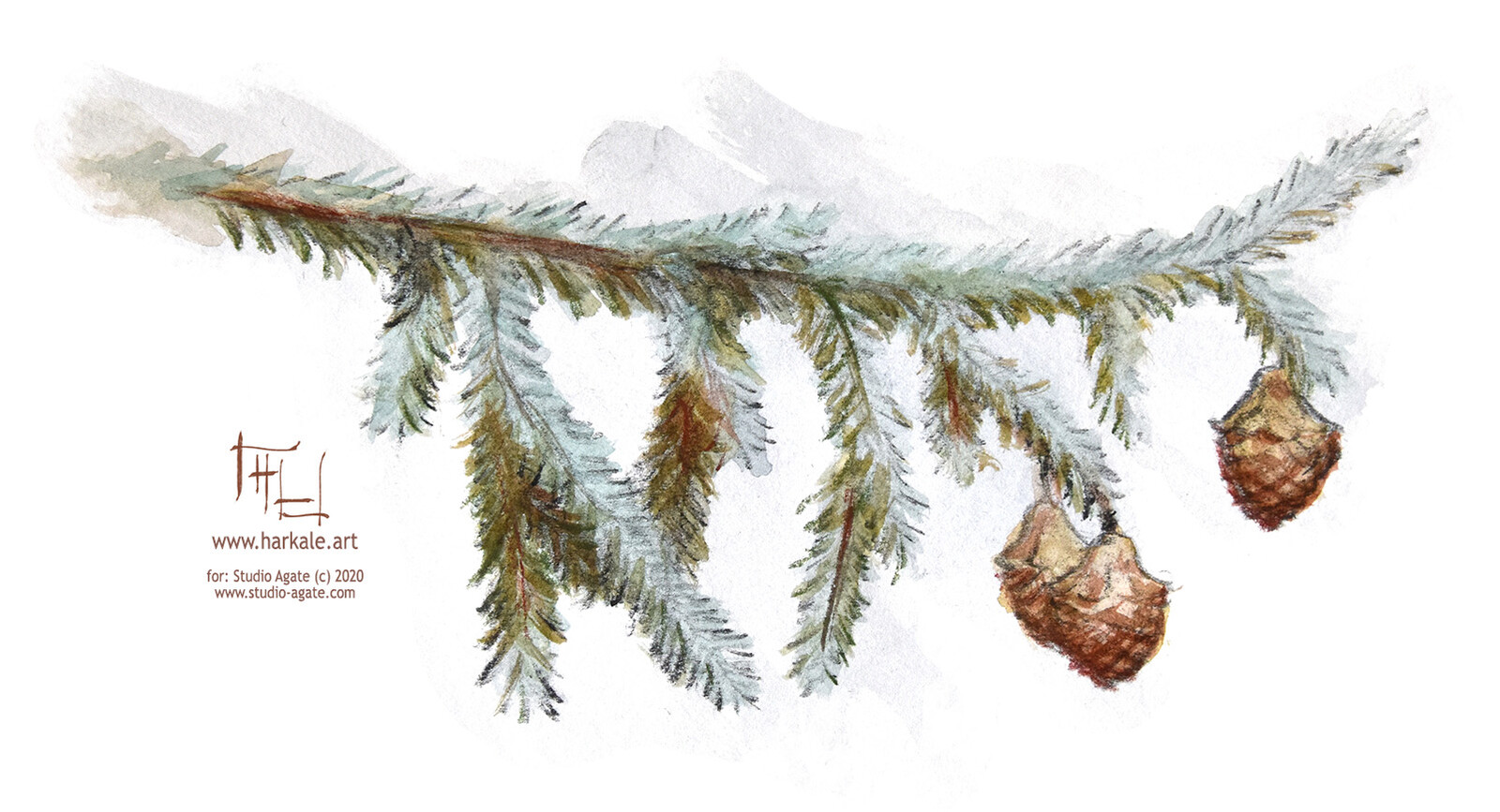 Dragon-pine