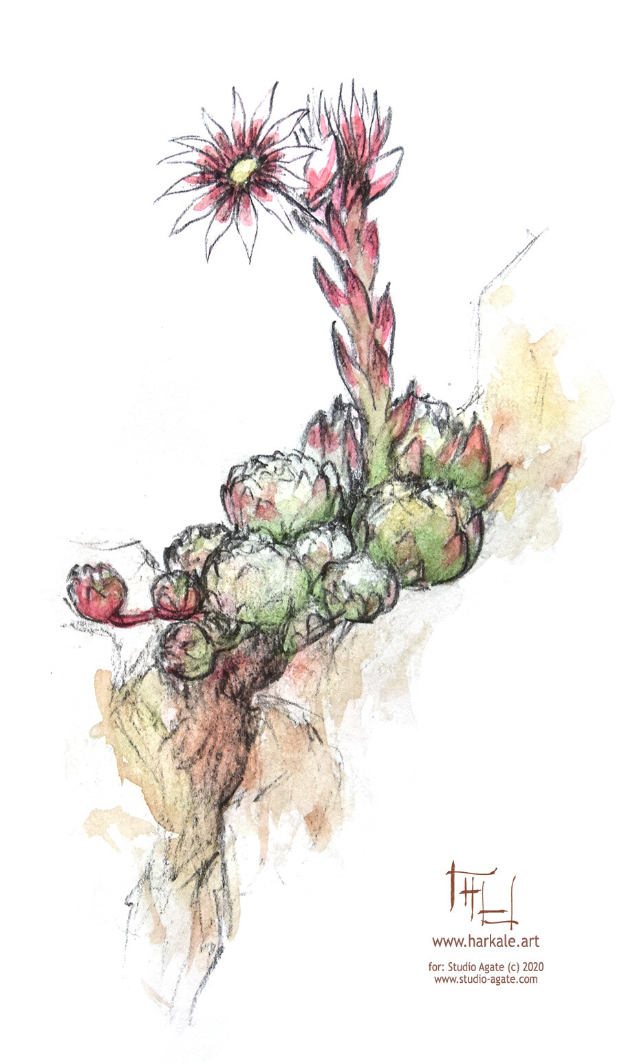 Houseleek