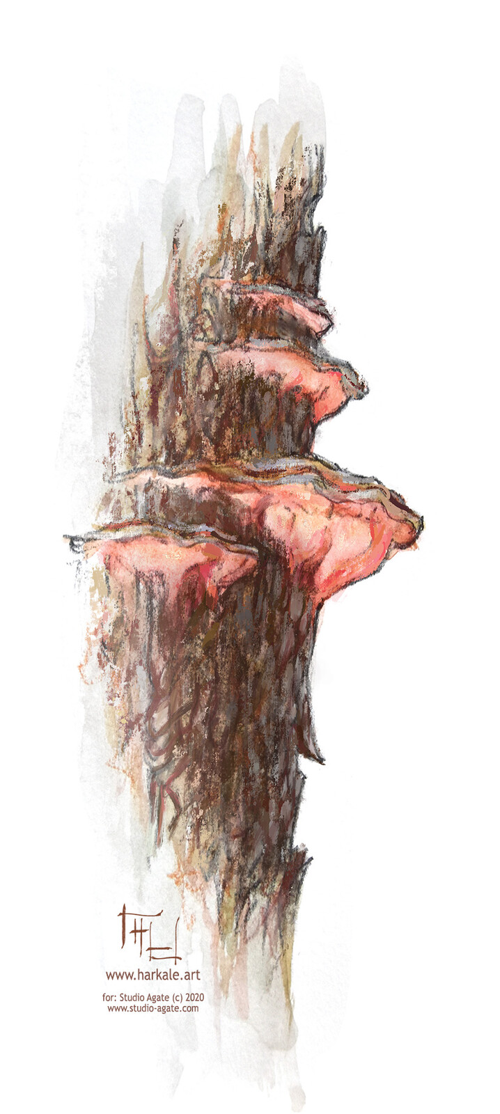 Bleeding pine polypore