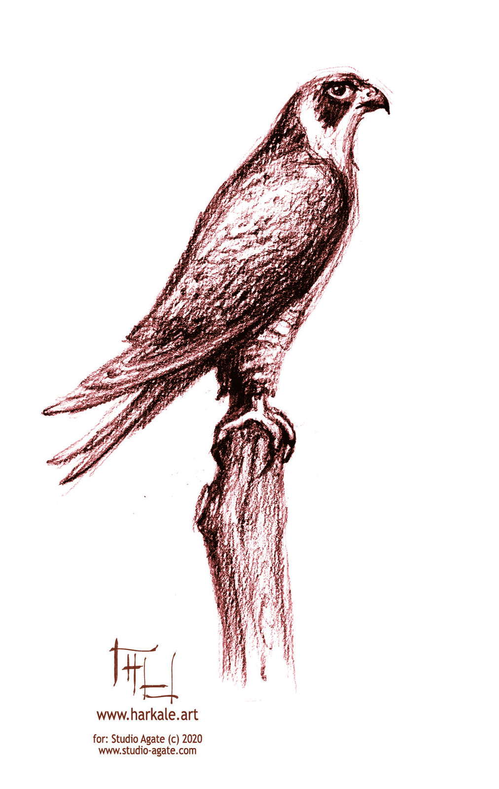 peregrine falcon