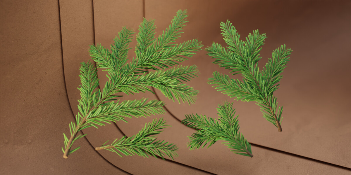 fir branches
