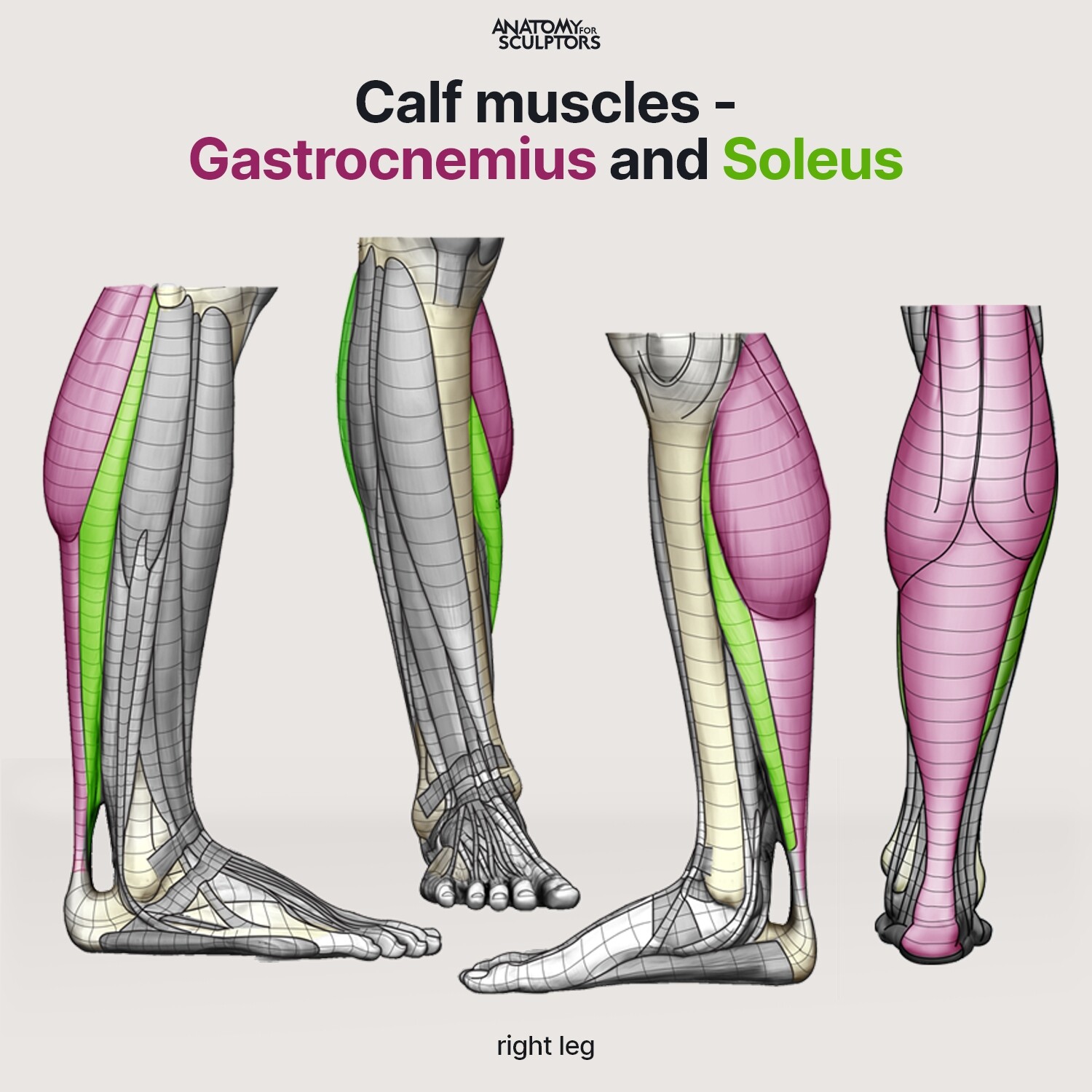 Anatomy For Sculptors - Calf muscles