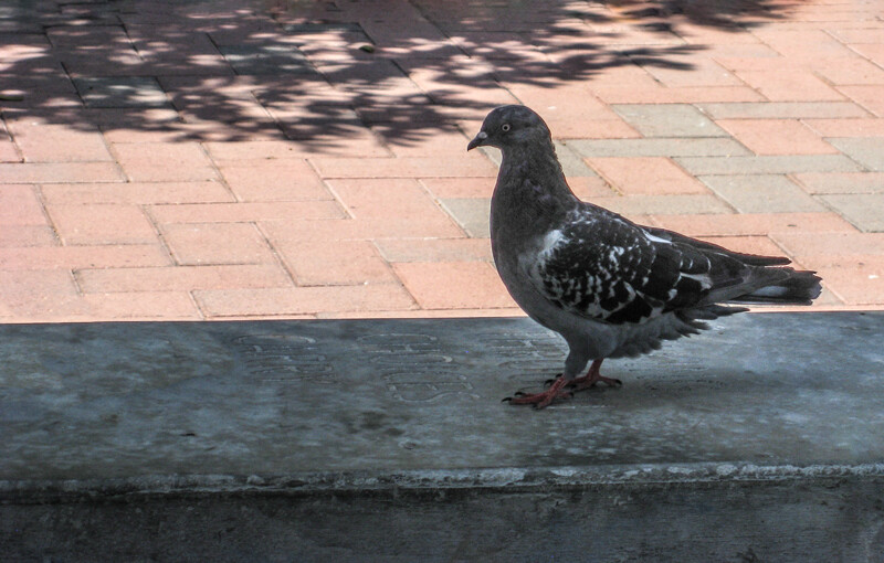 Photoshop 2022 - after removing plastic bag and bar on concrete ledge