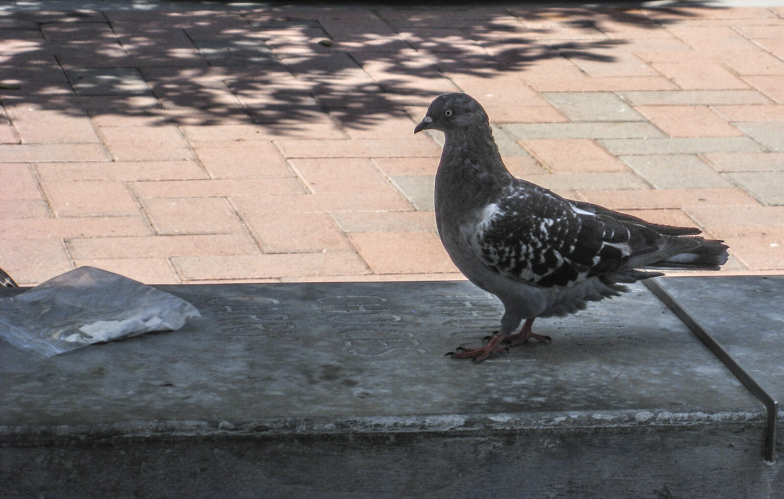Photoshop 2022 - before removing plastic bag and bar on concrete ledge