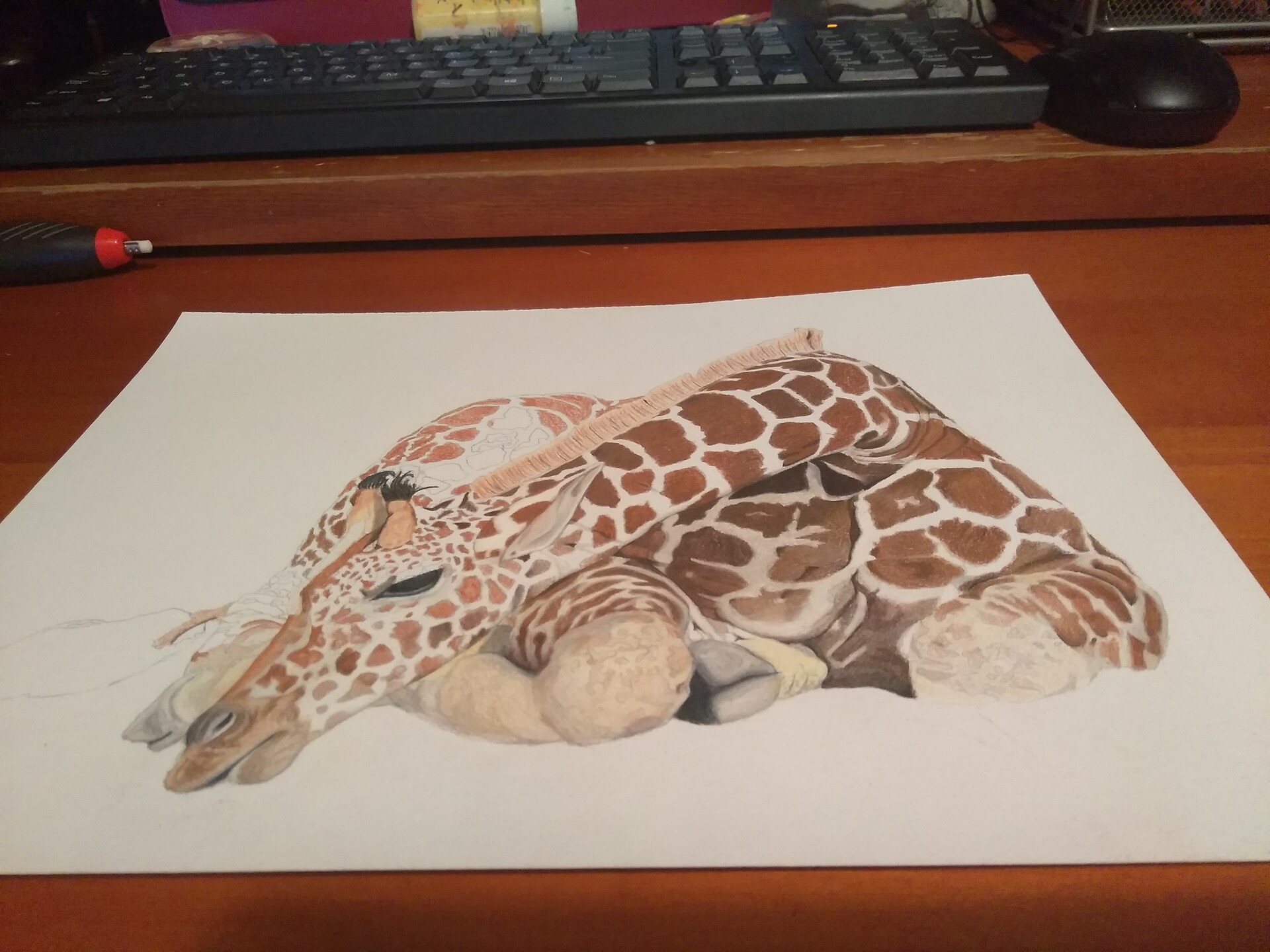 Giraffe Color Pencil Drawing