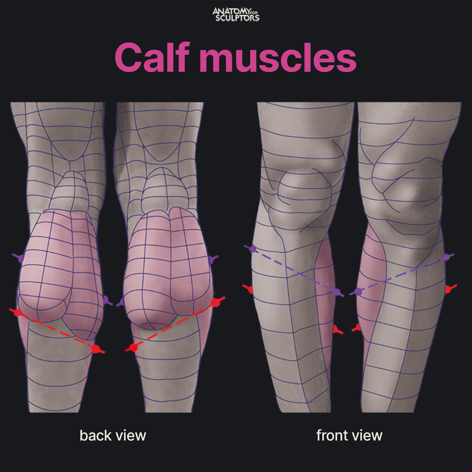 ArtStation Gastrocnemius muscle