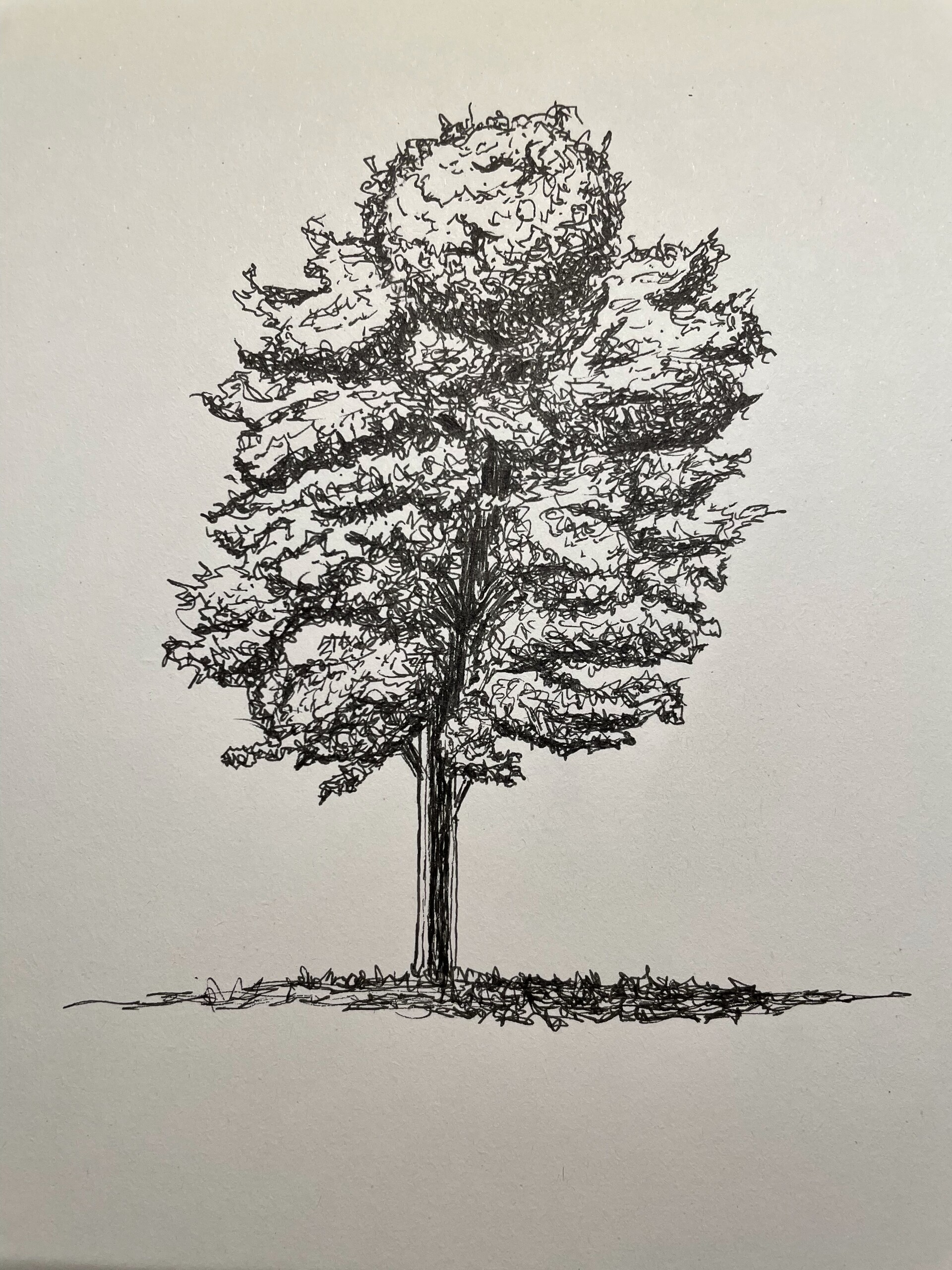 Tree 002