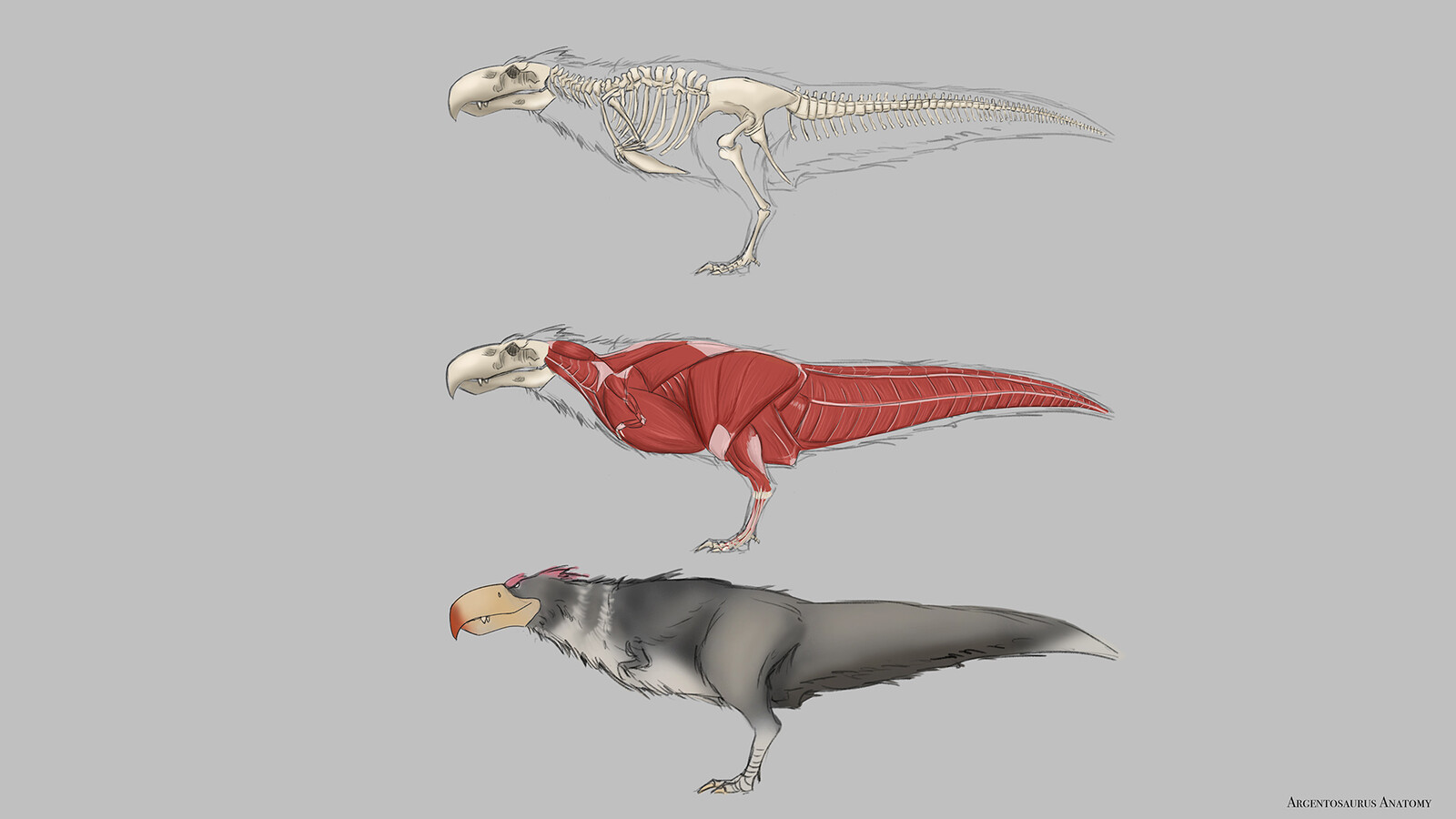 Argentosaurus