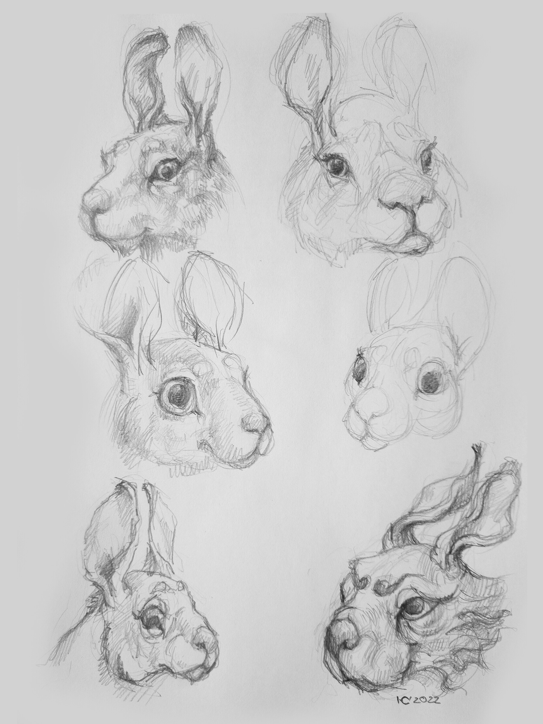 Rabbit Pencil Drawing Vector Images over 520