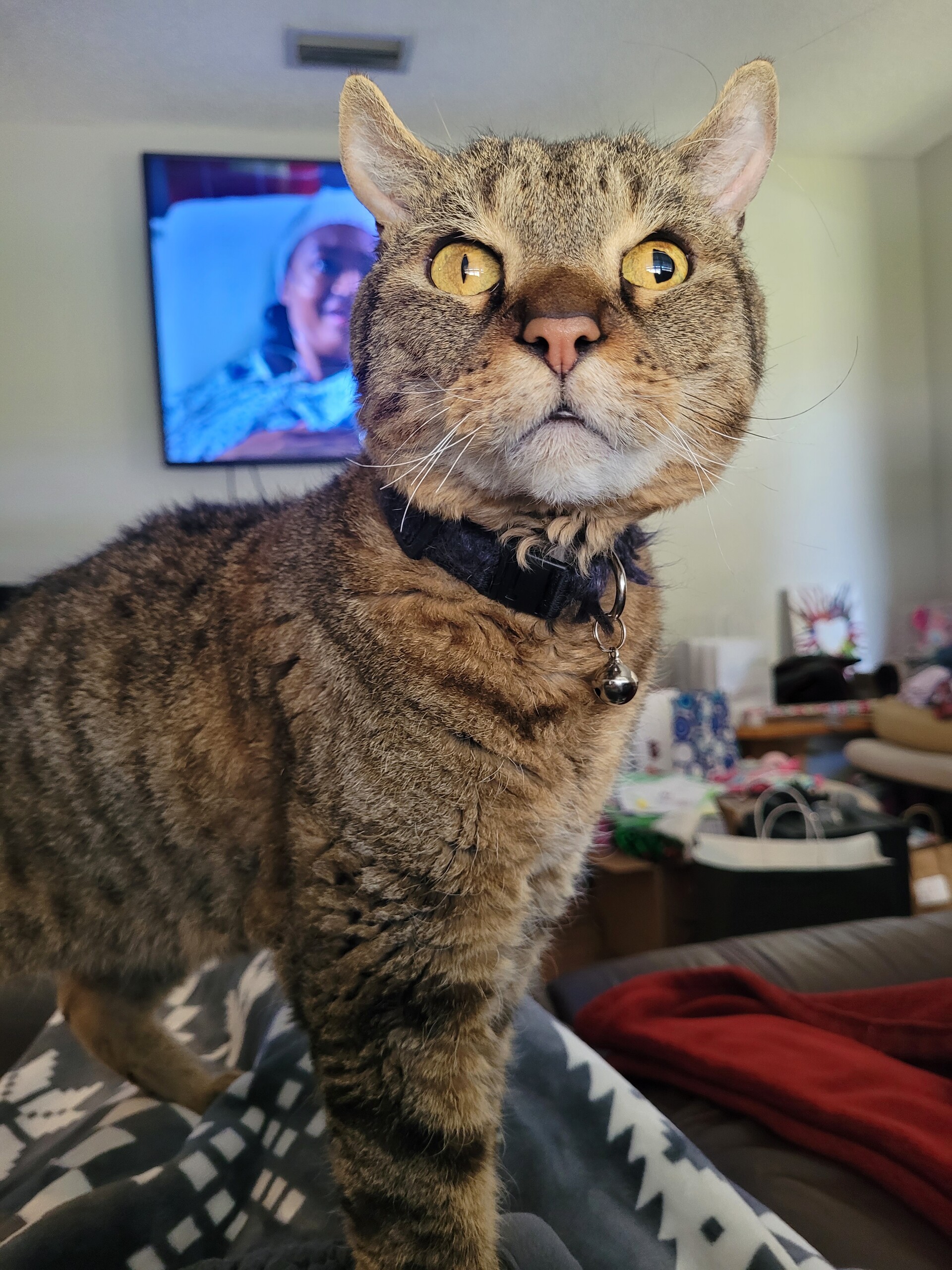 Oliver Bailey A Cat Named After A Dwarf