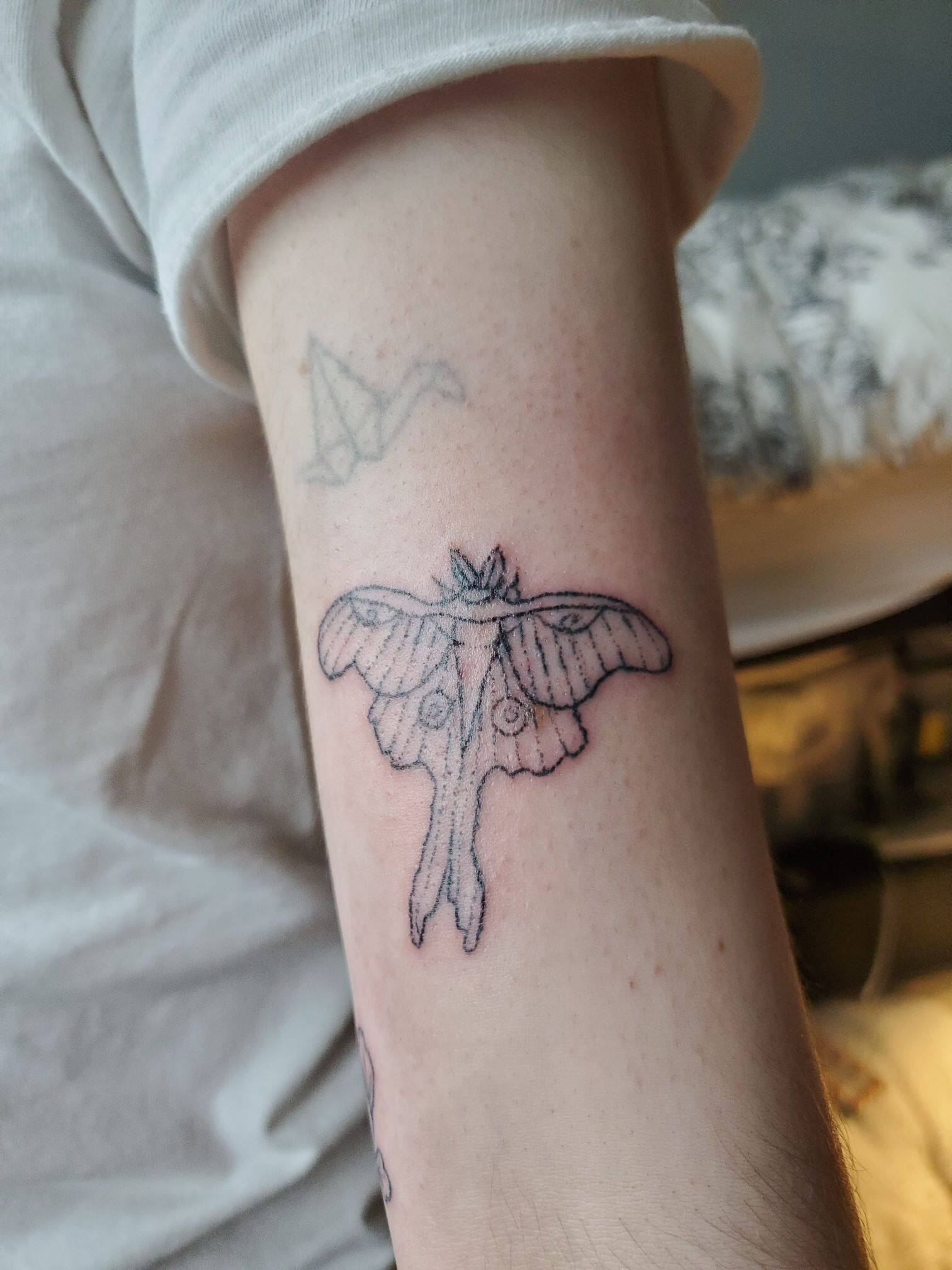 Custom Luna Moth tattoo at Built to Last in griffingeorgia  TikTok
