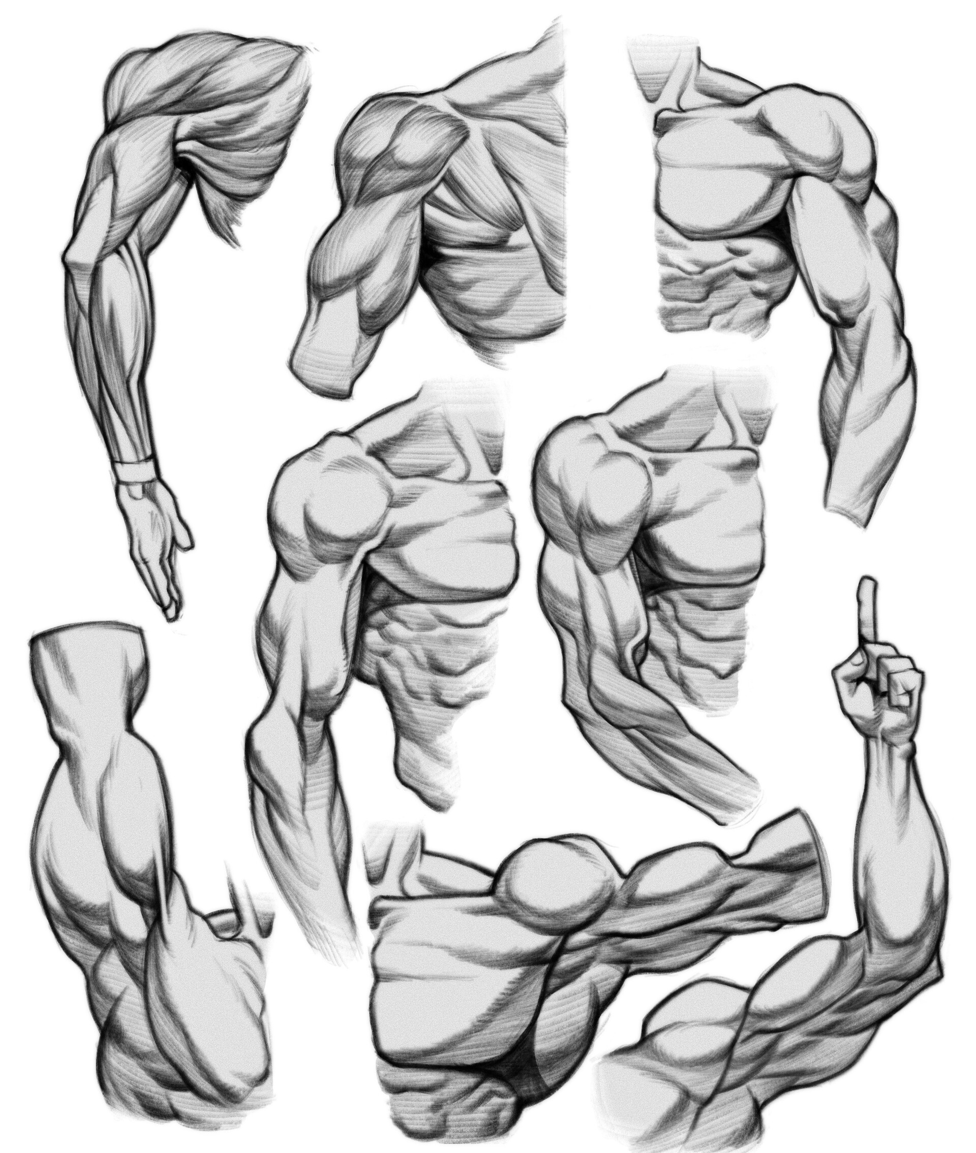 ArtStation Arm Chest Anatomy Studies