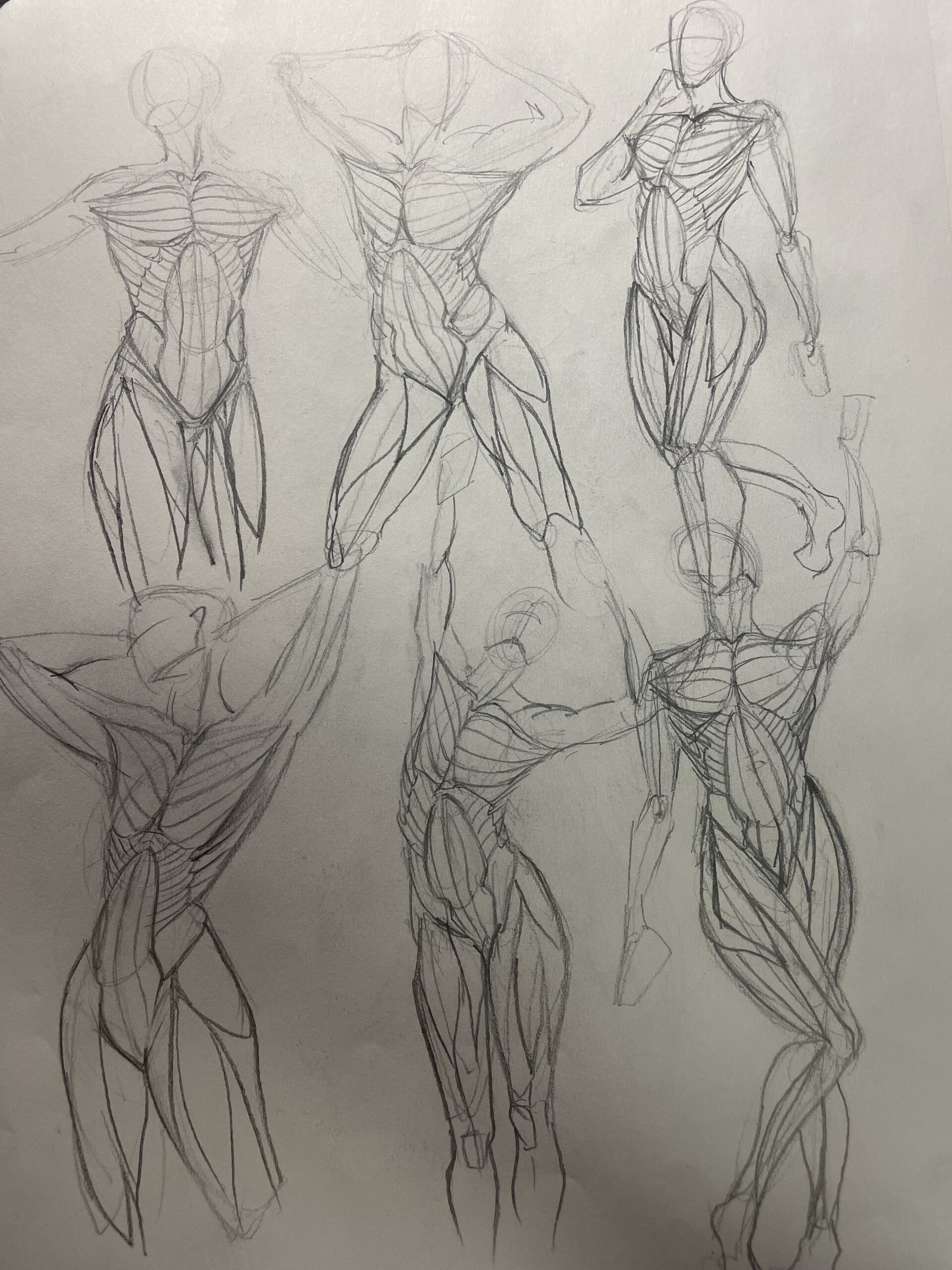 ArtStation - Anatomy Sketch 2