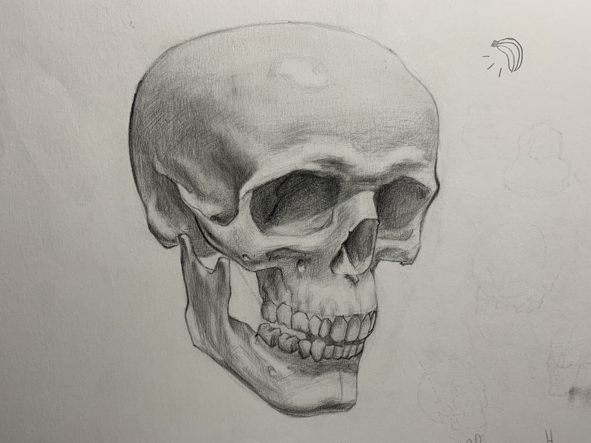ArtStation - Skull study